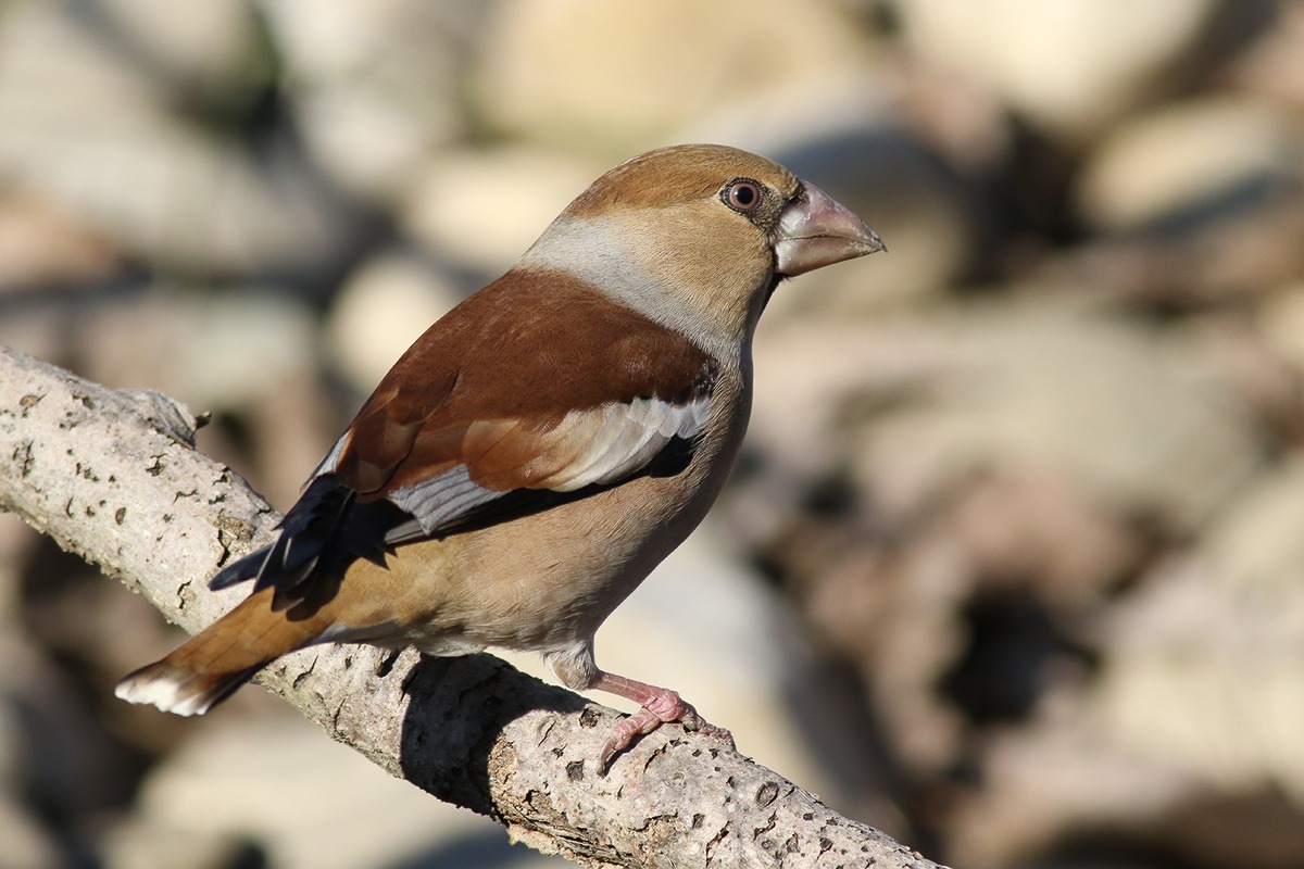 Hawfinch