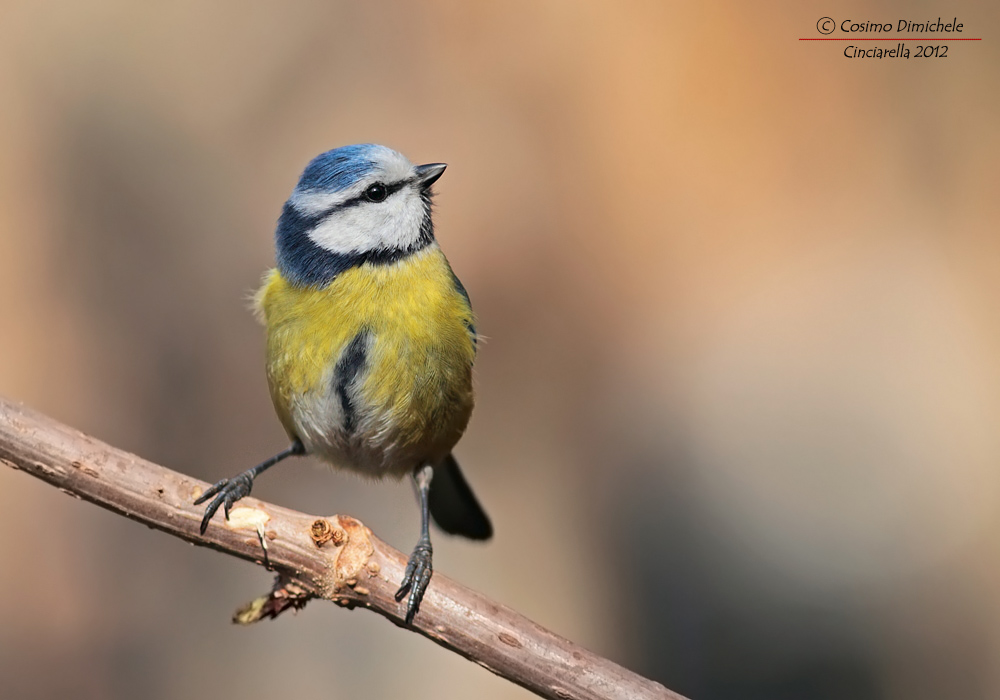 Blue Tit