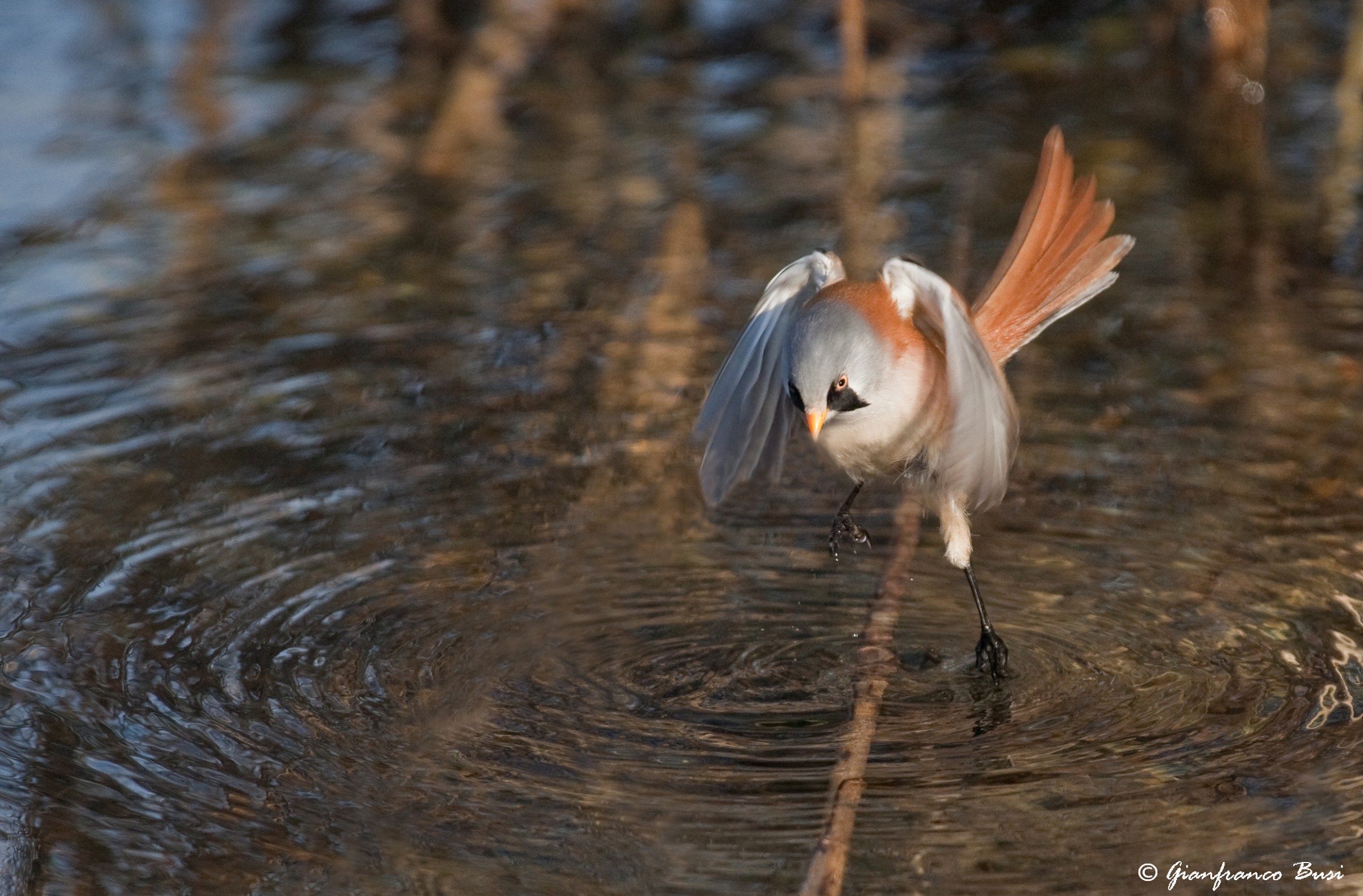Bearded Tit - Bearded reedling