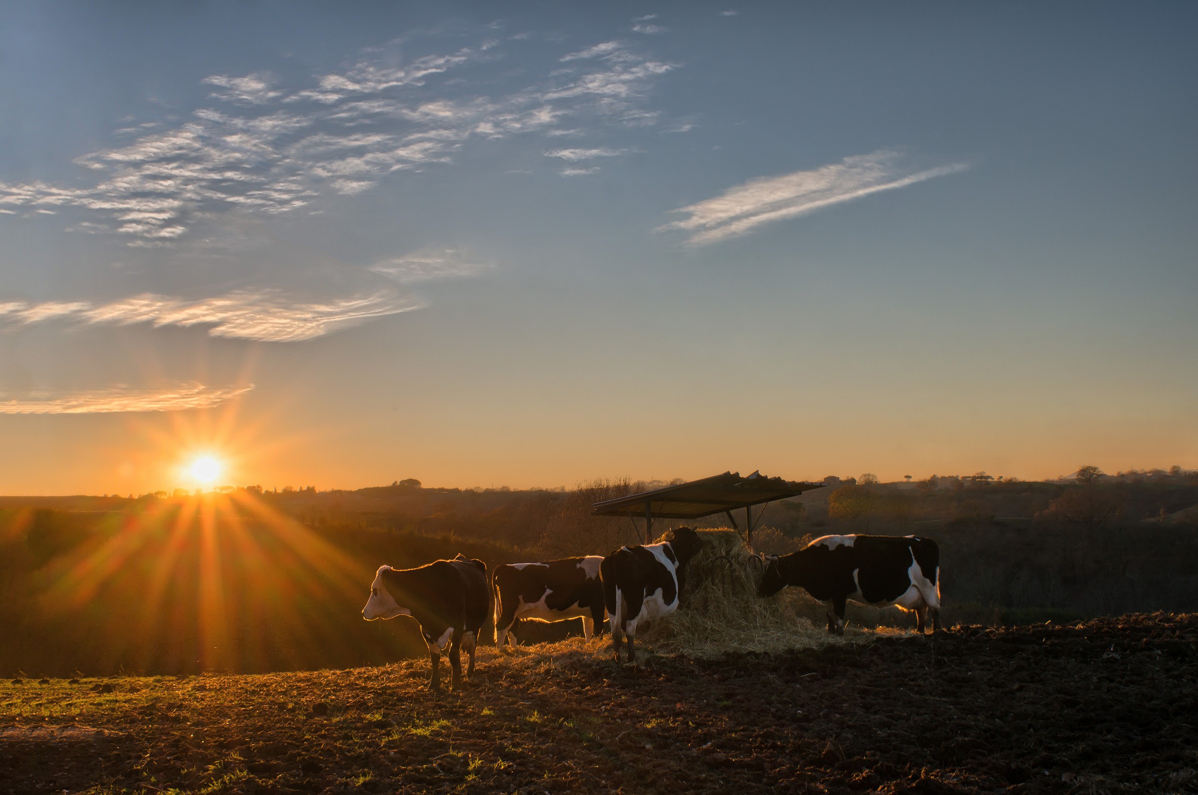 Cows at sunset