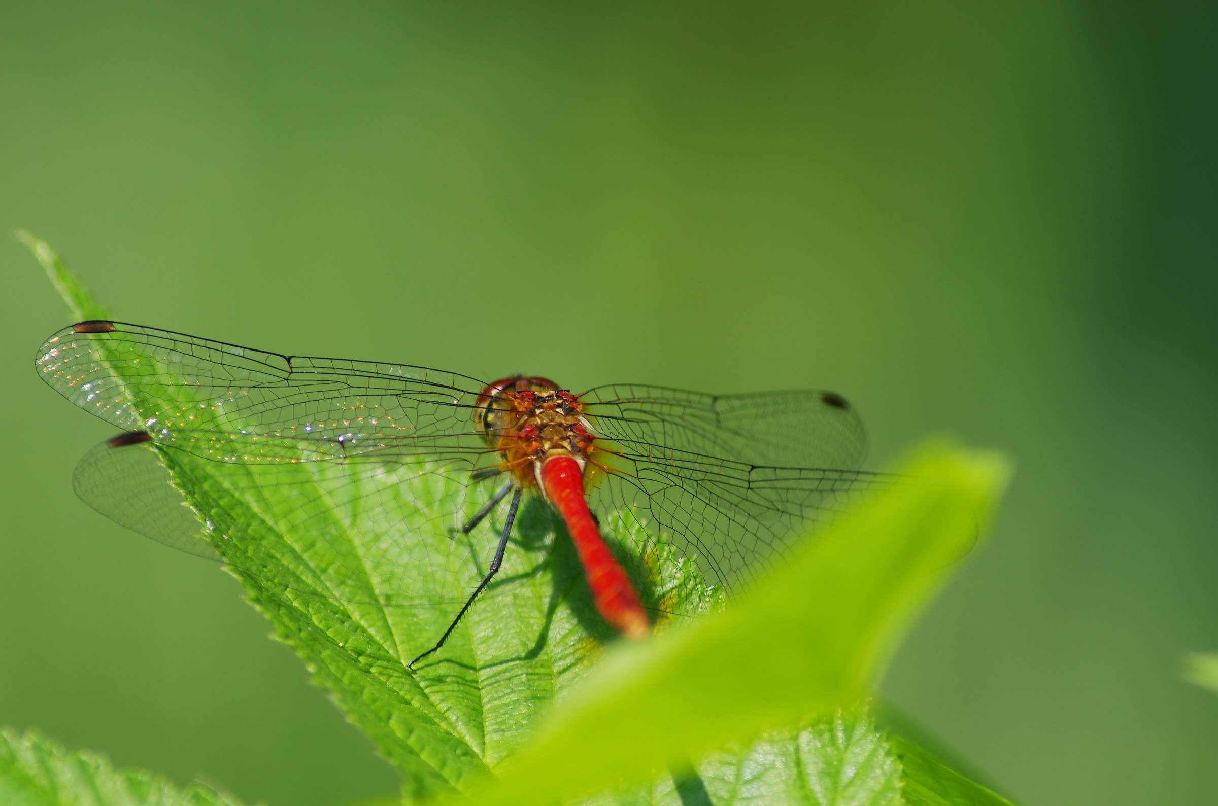 libellula