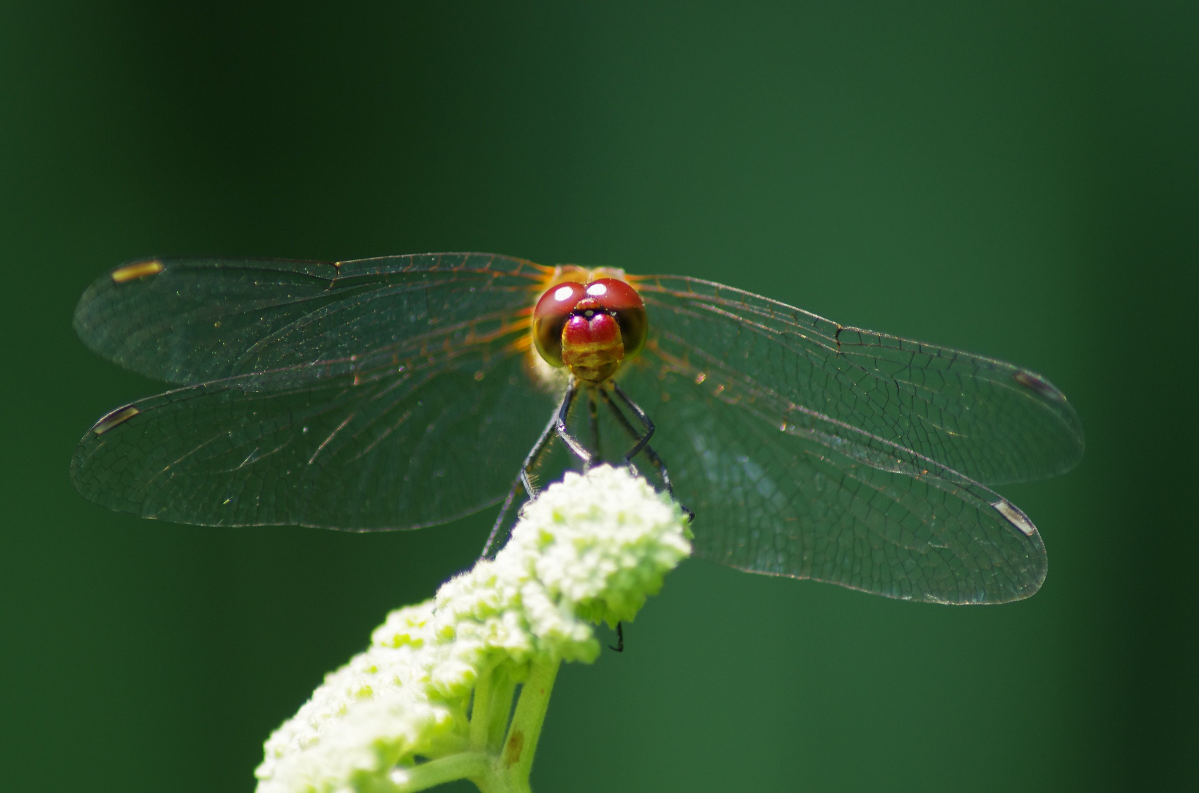 libellula
