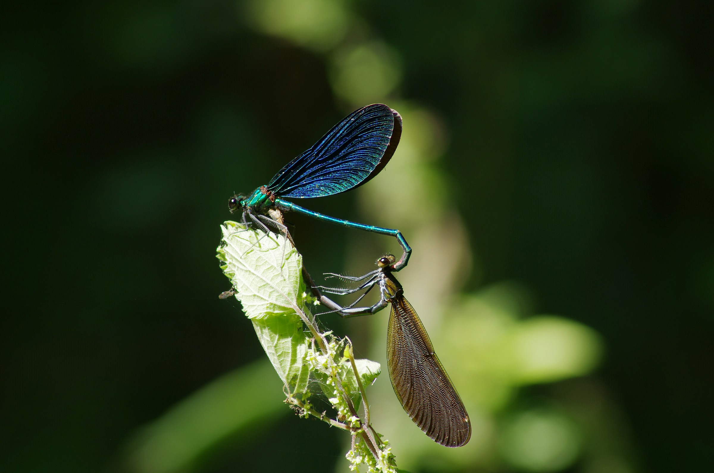 libellule in tandem dell'amore
