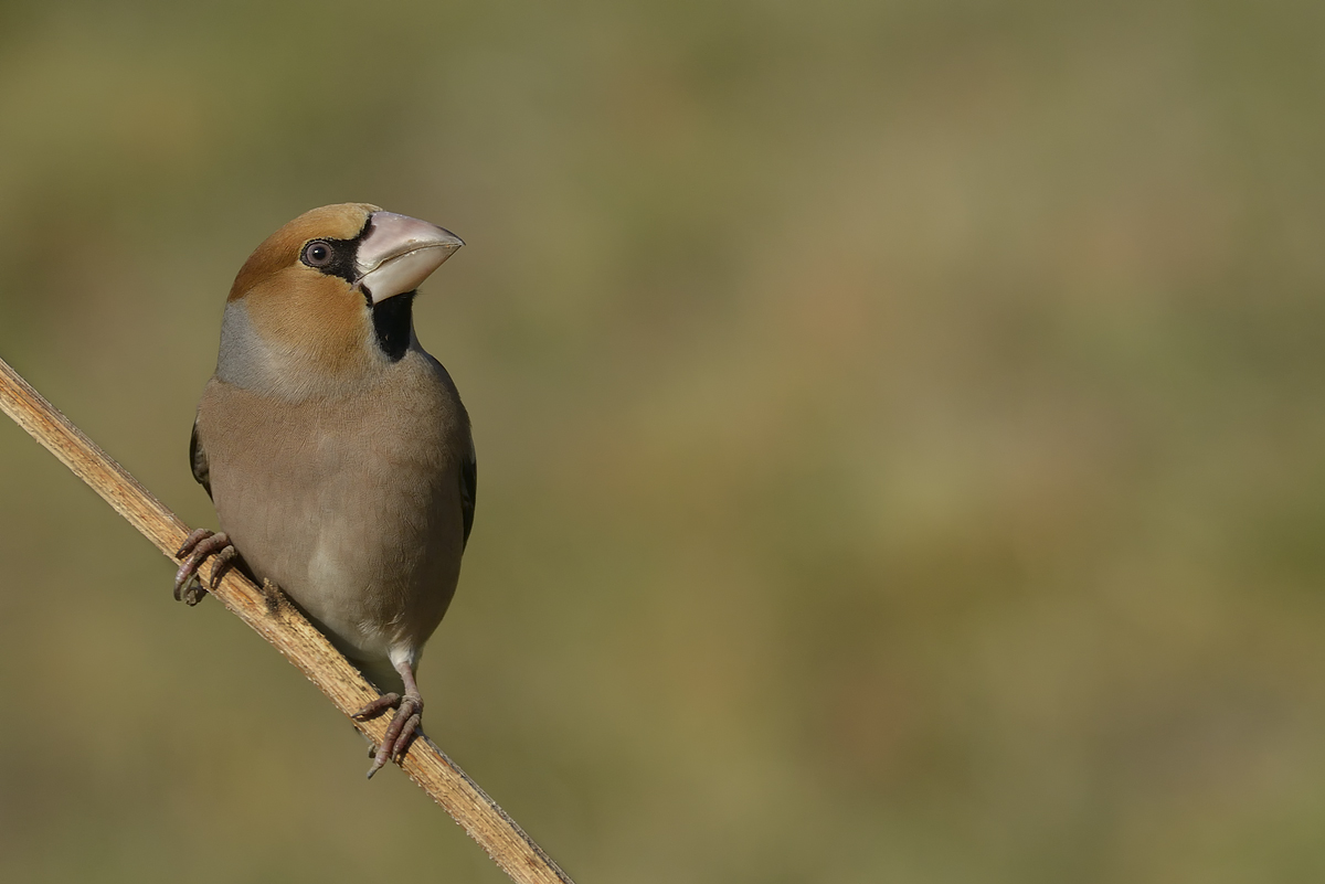 Hawfinch