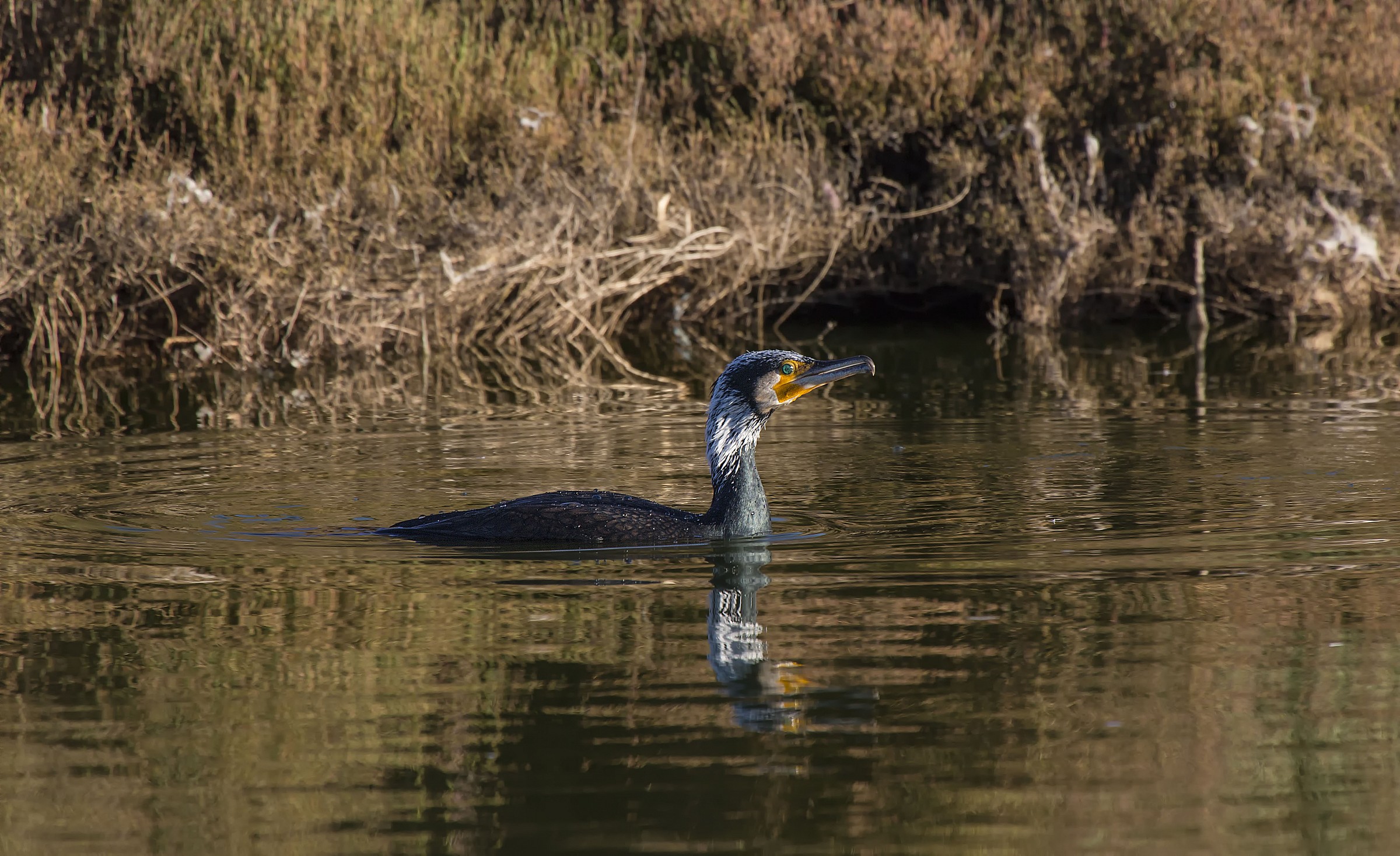 Cormorant