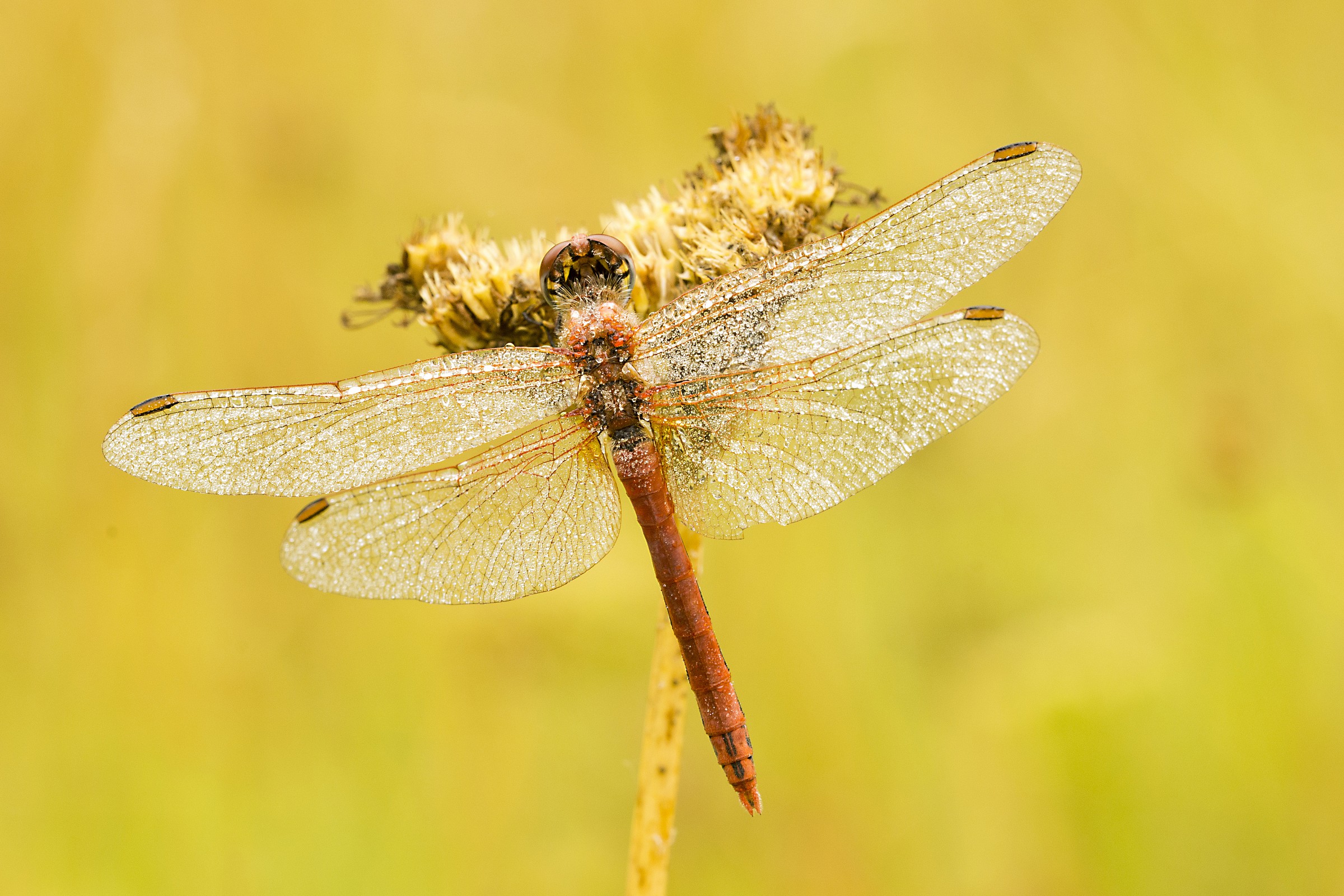 red dragonfly