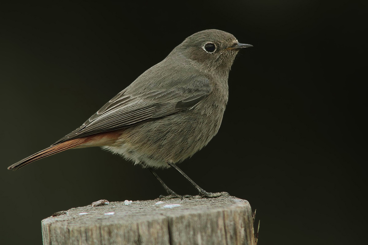Codirosso spazzacamino (femmina) nel buio