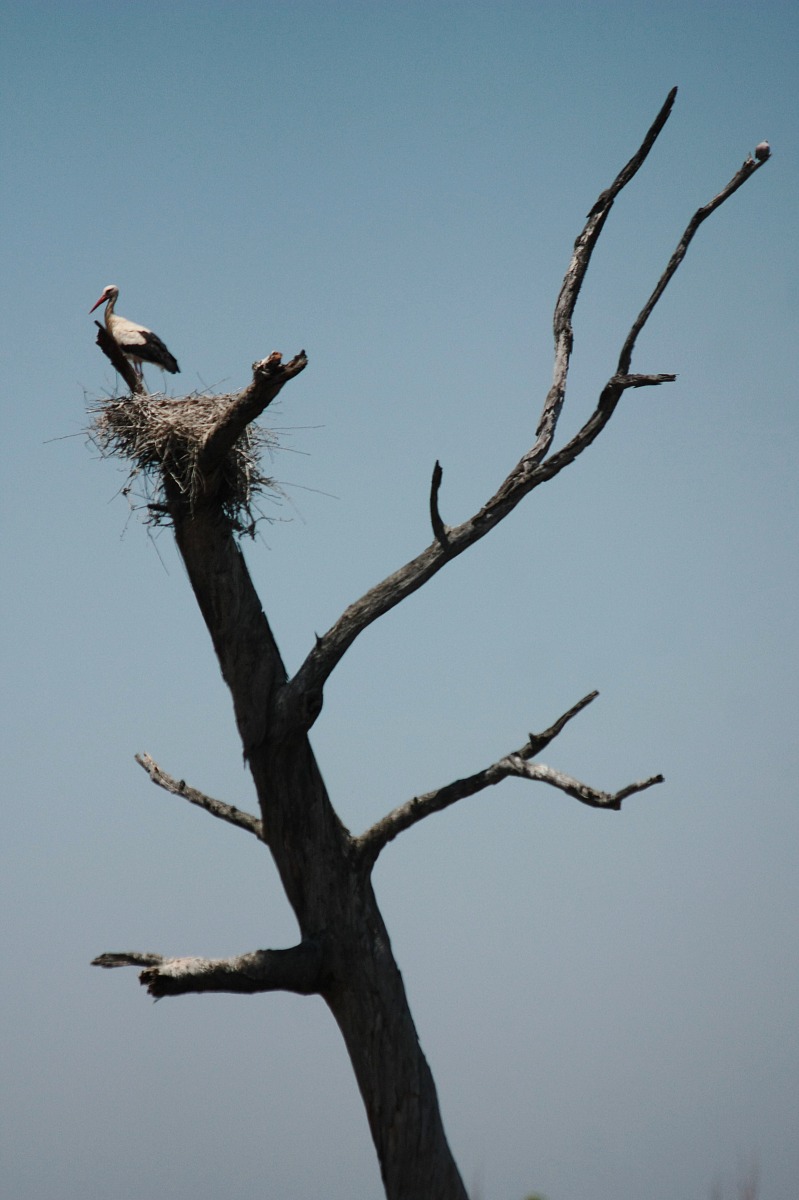 Casa è sempre casa #cicogna