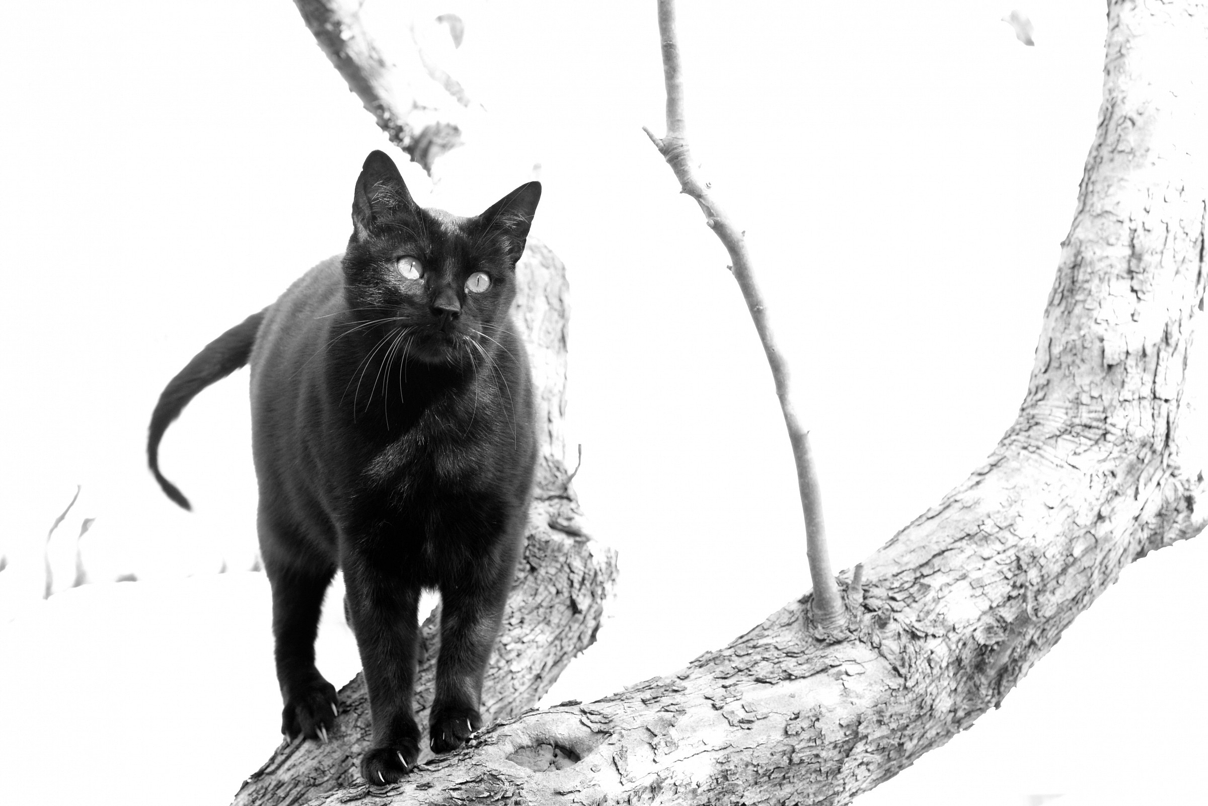 Cagliostro test B & W