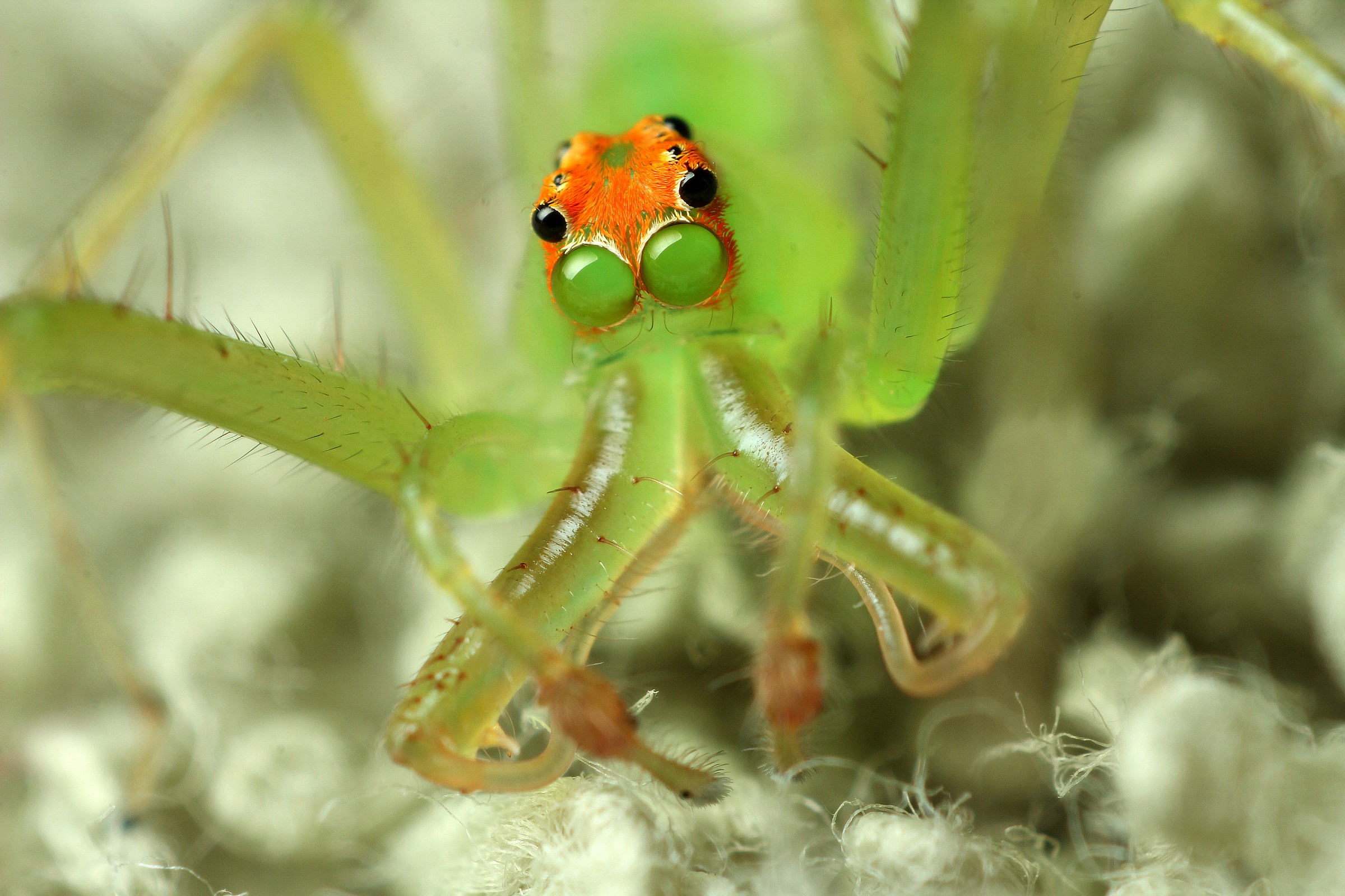 Magnolia Green Jumping Spider