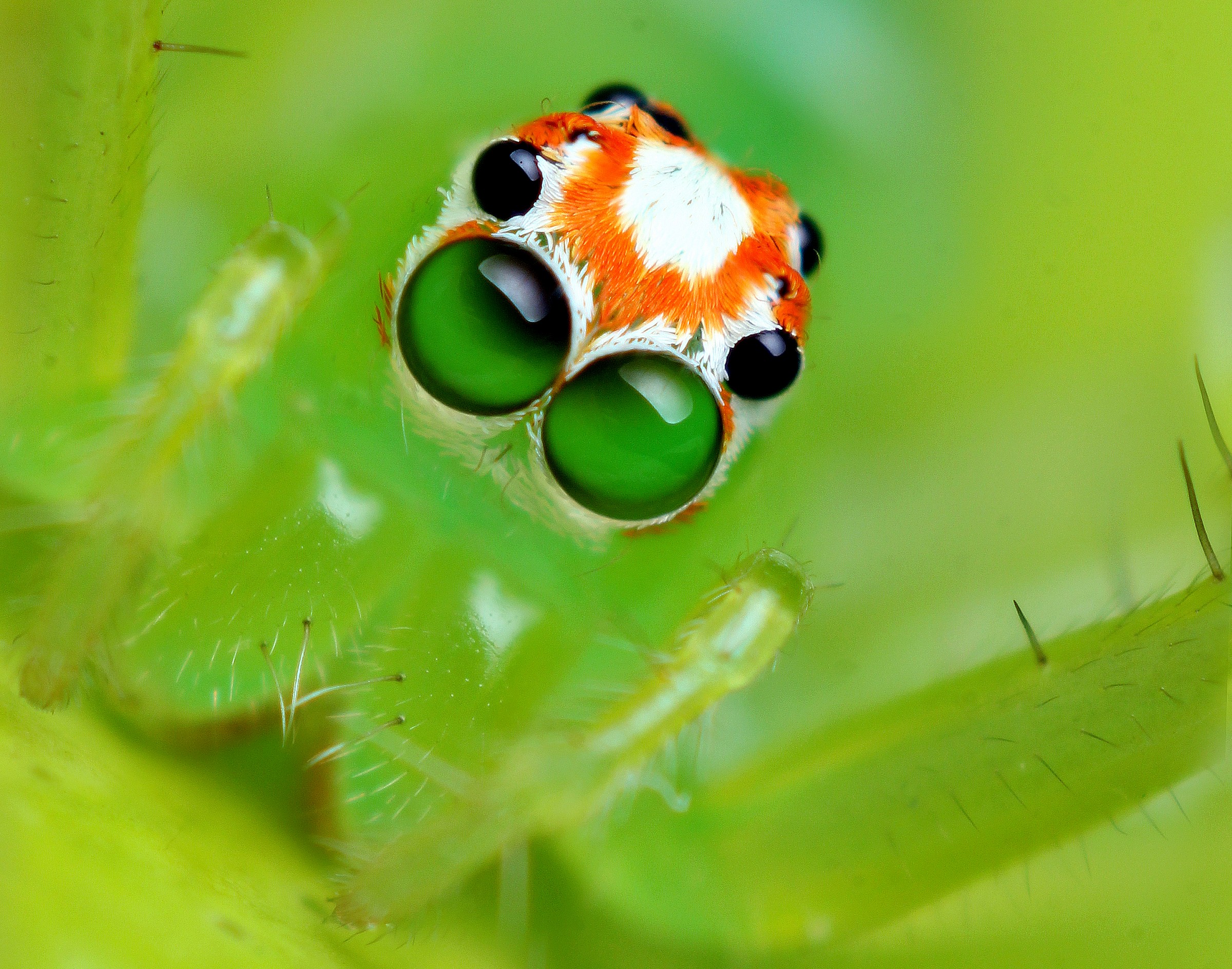 Female Magnolia Green Jumping Spider
