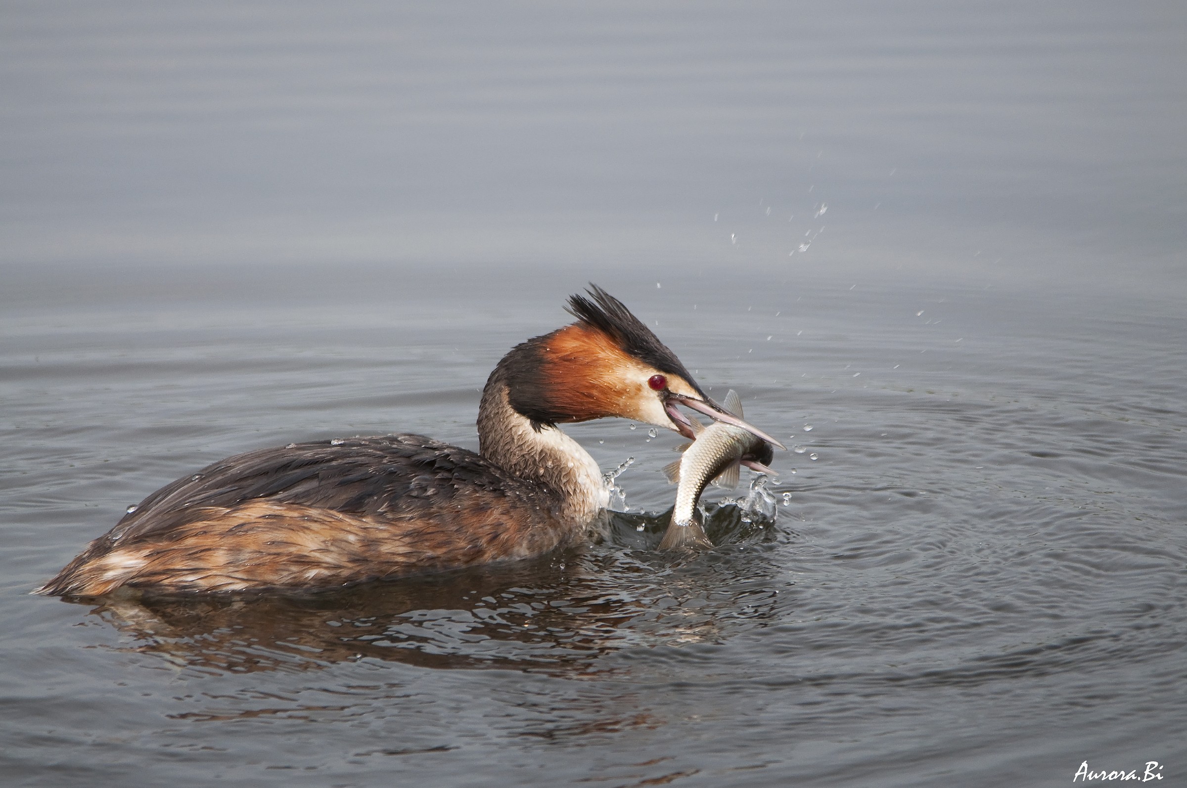 Grebe fished