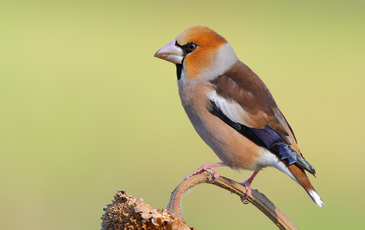 Hawfinch