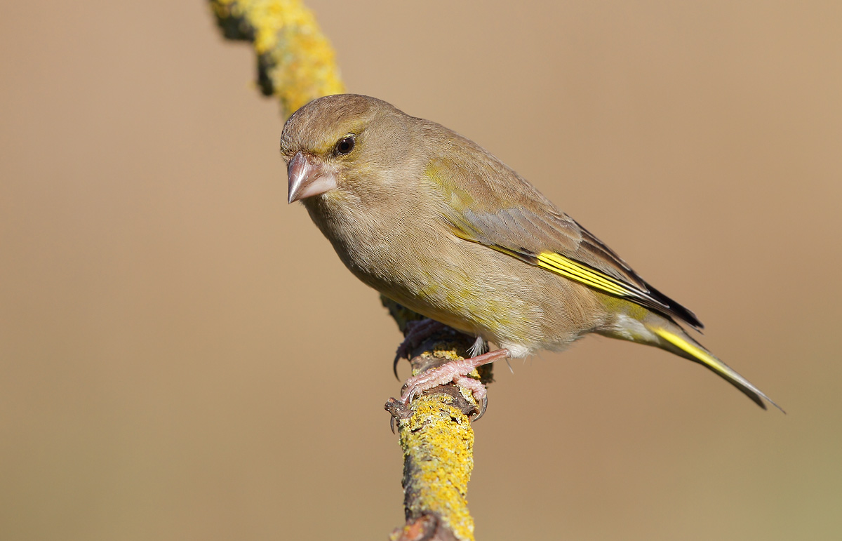 greenfinch