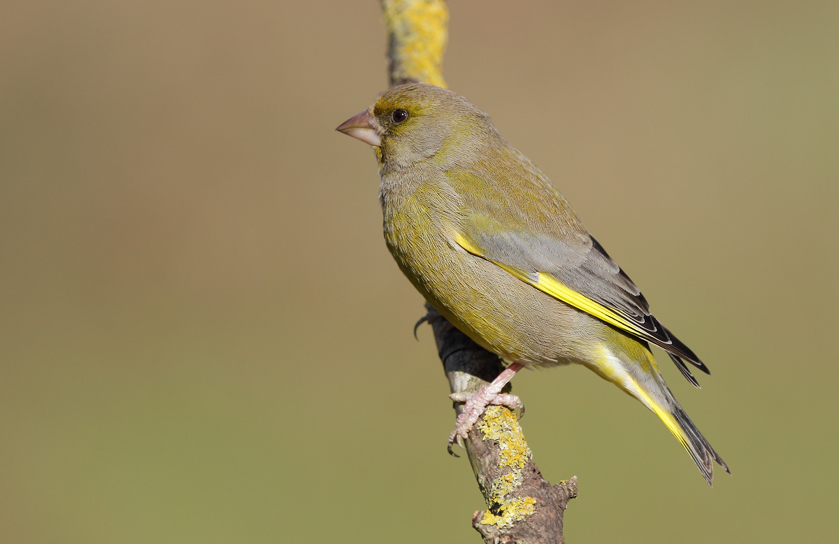 greenfinch