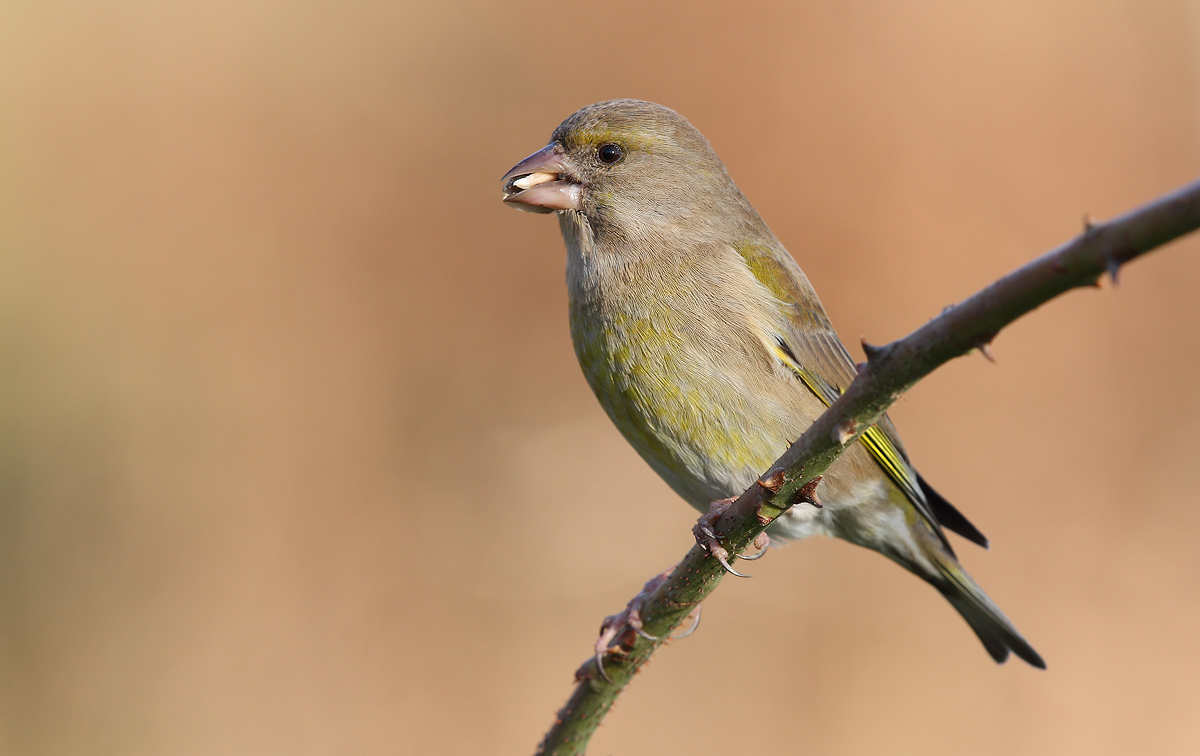 greenfinch