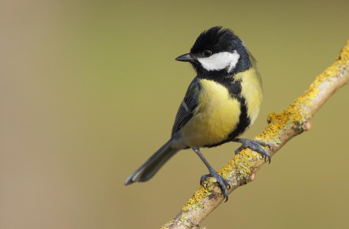 great tit
