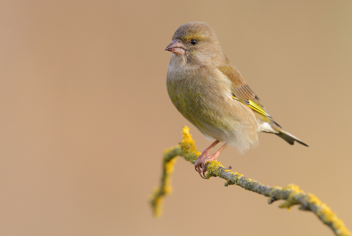 greenfinch