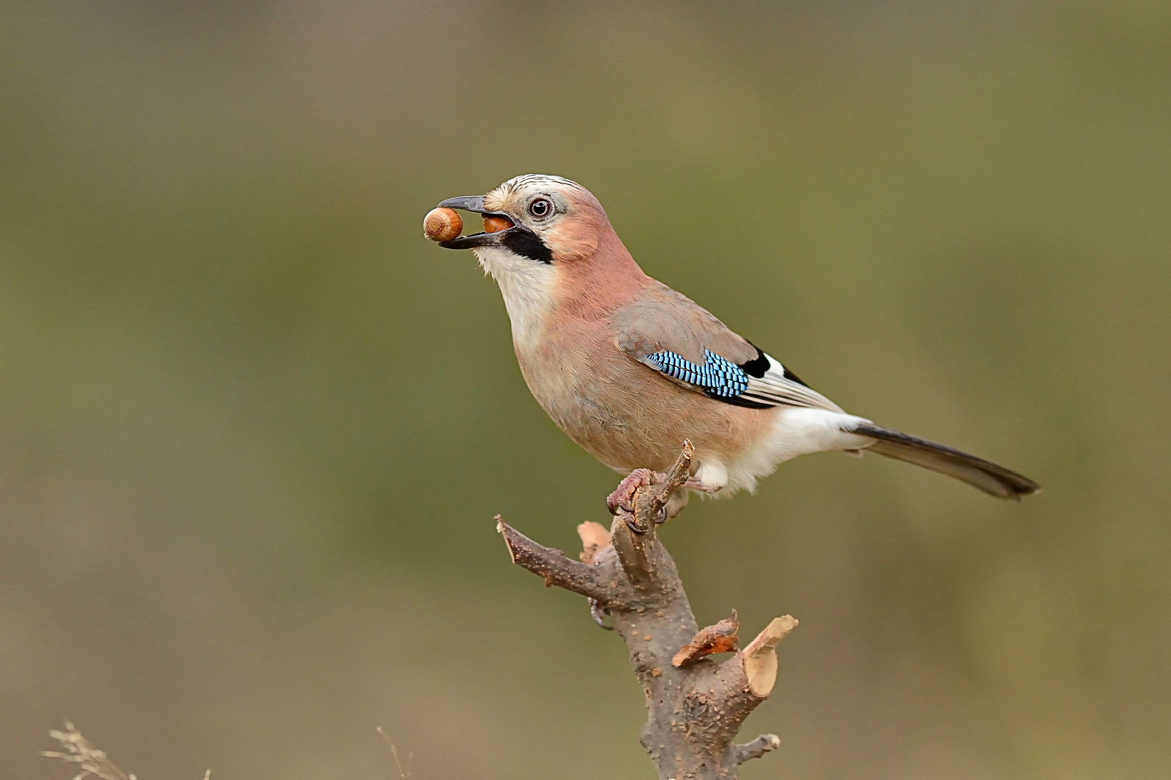 Traduzione del verbo.......... ingozzare