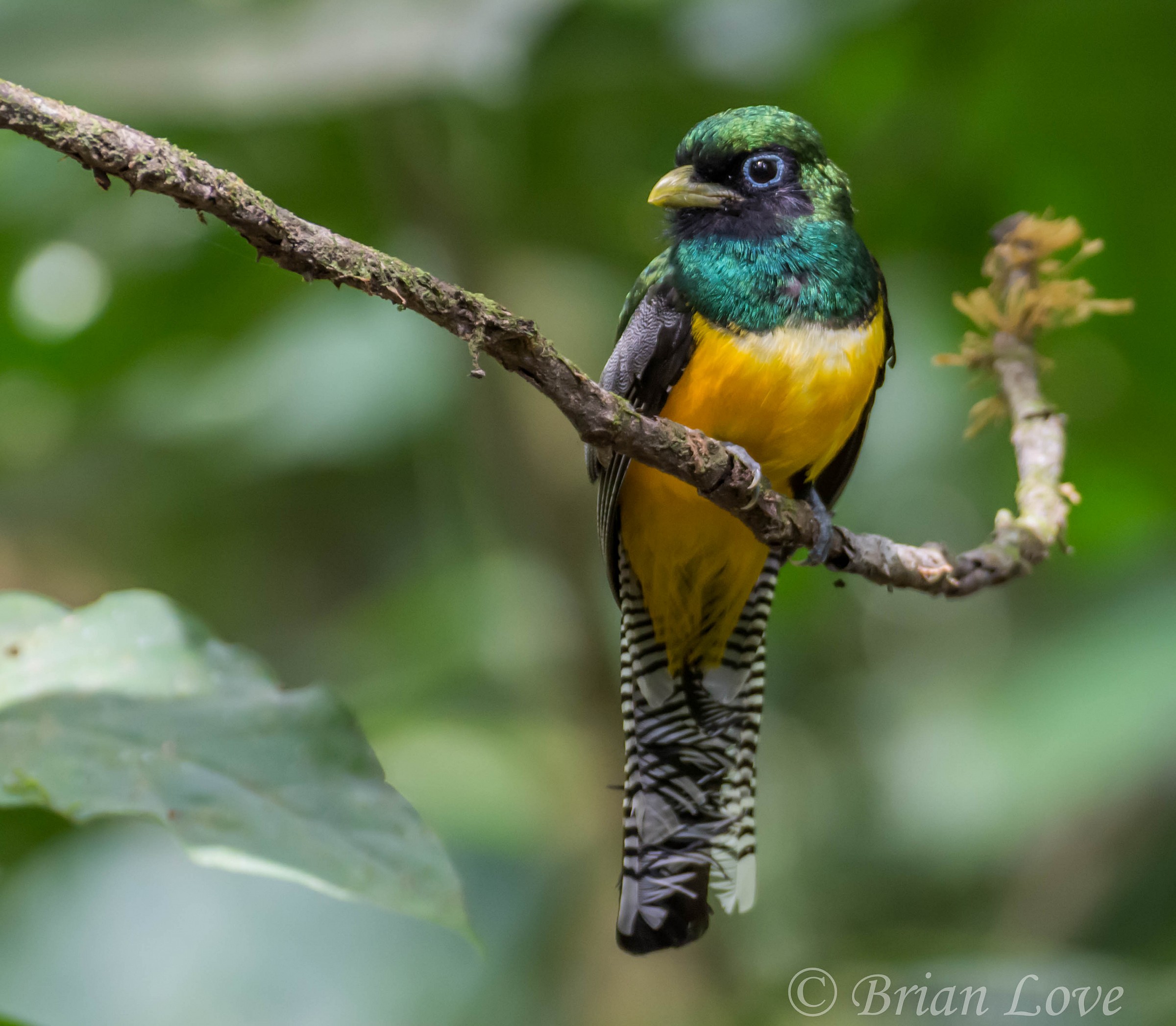 Black-throated Trogon - Maschile