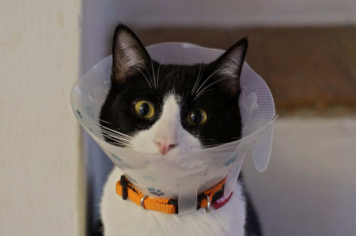 This collar of Elizabeth