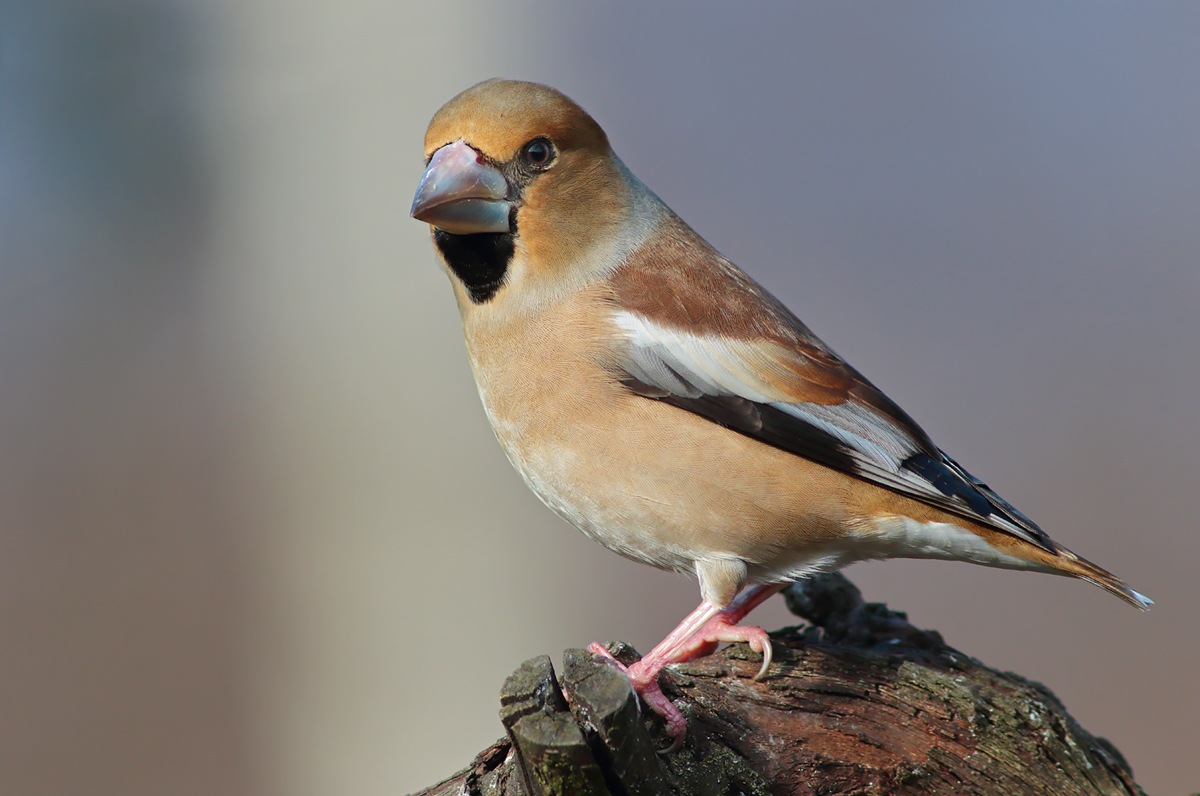 Hawfinch