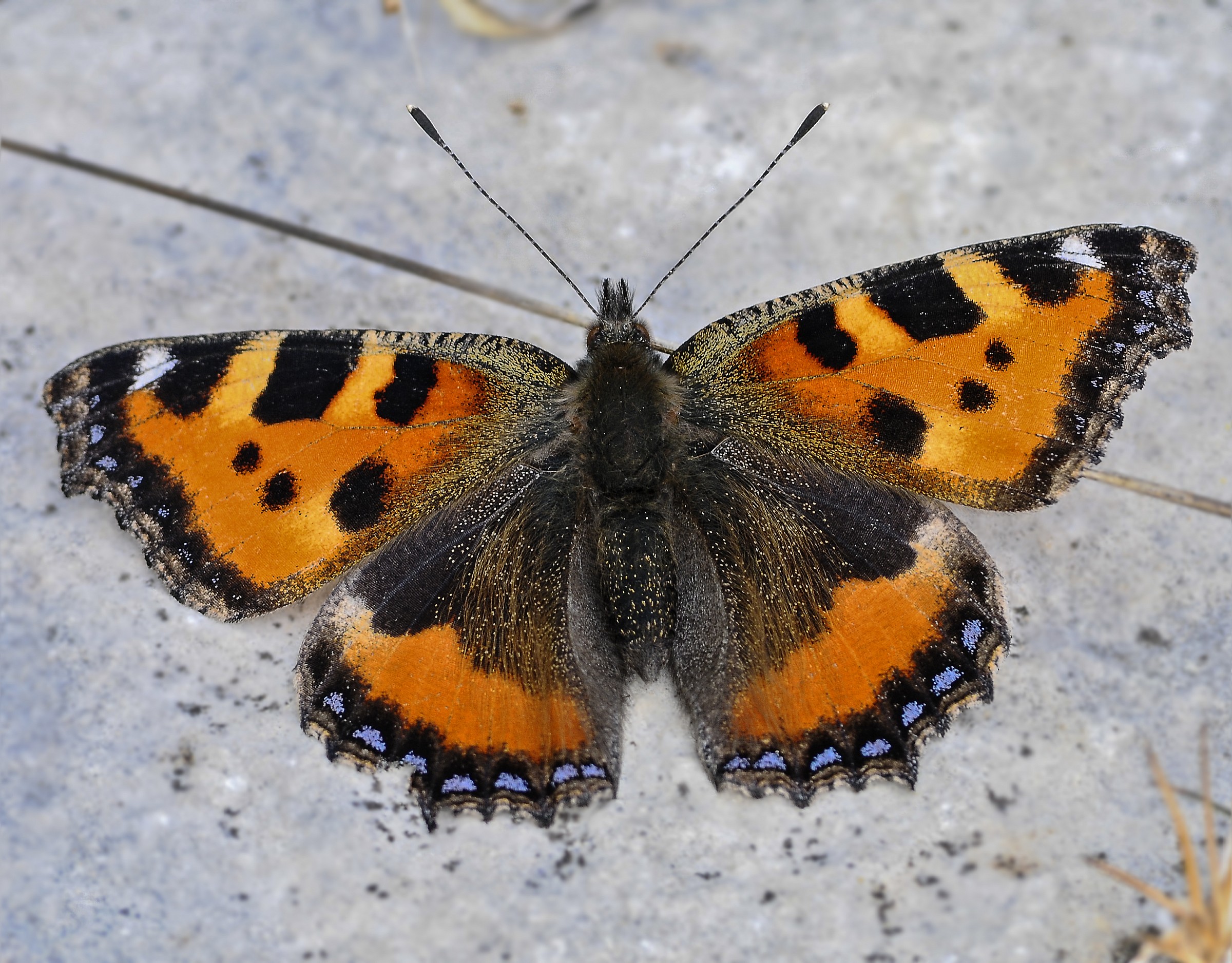 aglais urticae