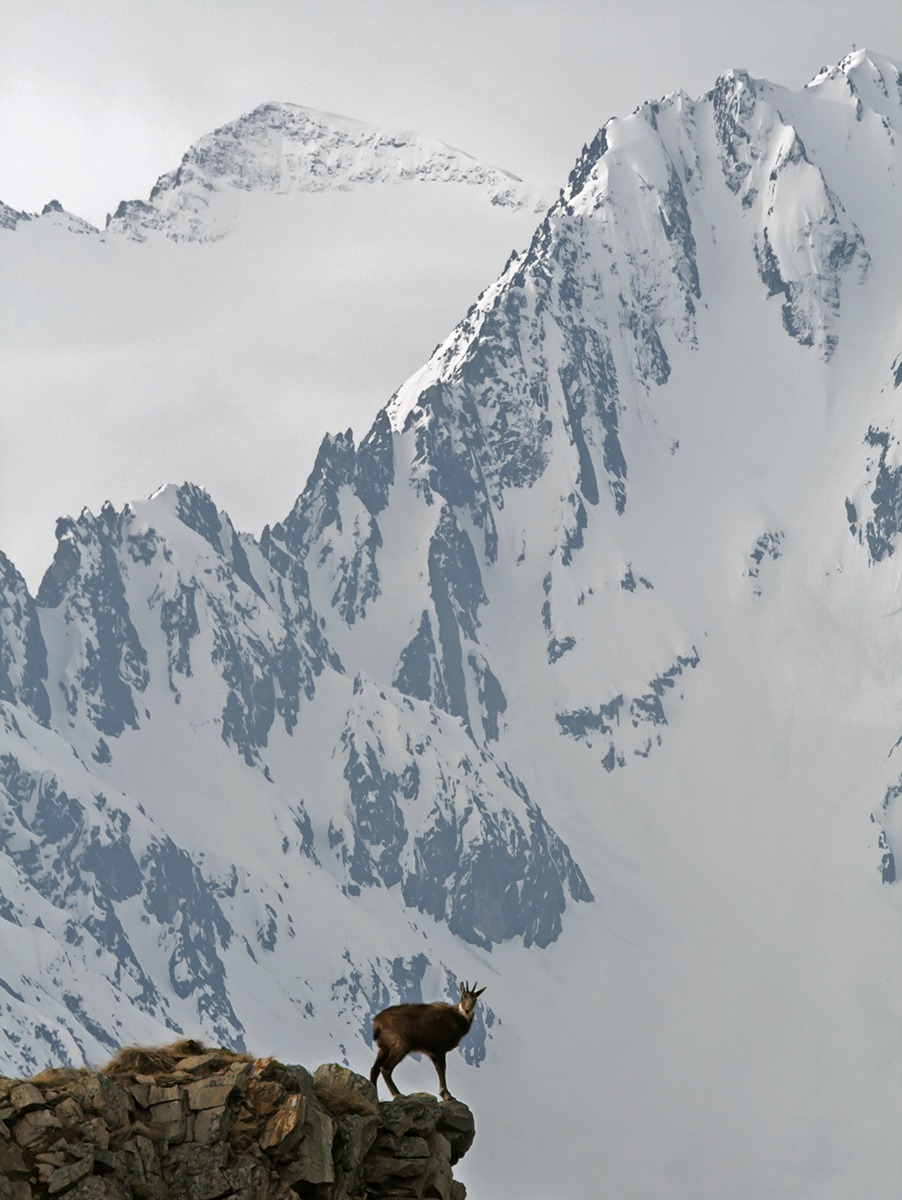 suede and its habitat