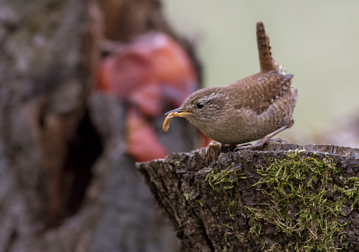 Wren with bite