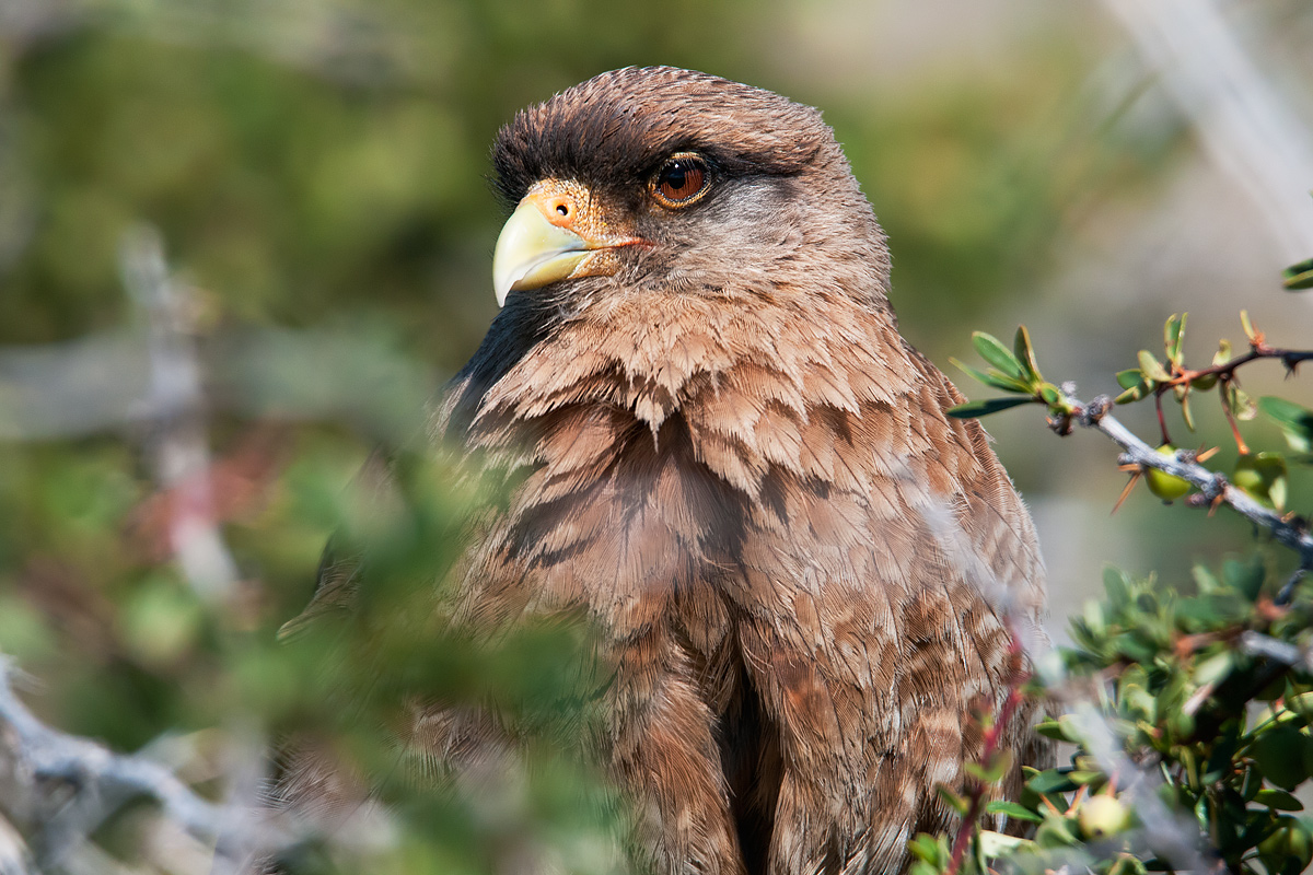 Ritratto di Chimango