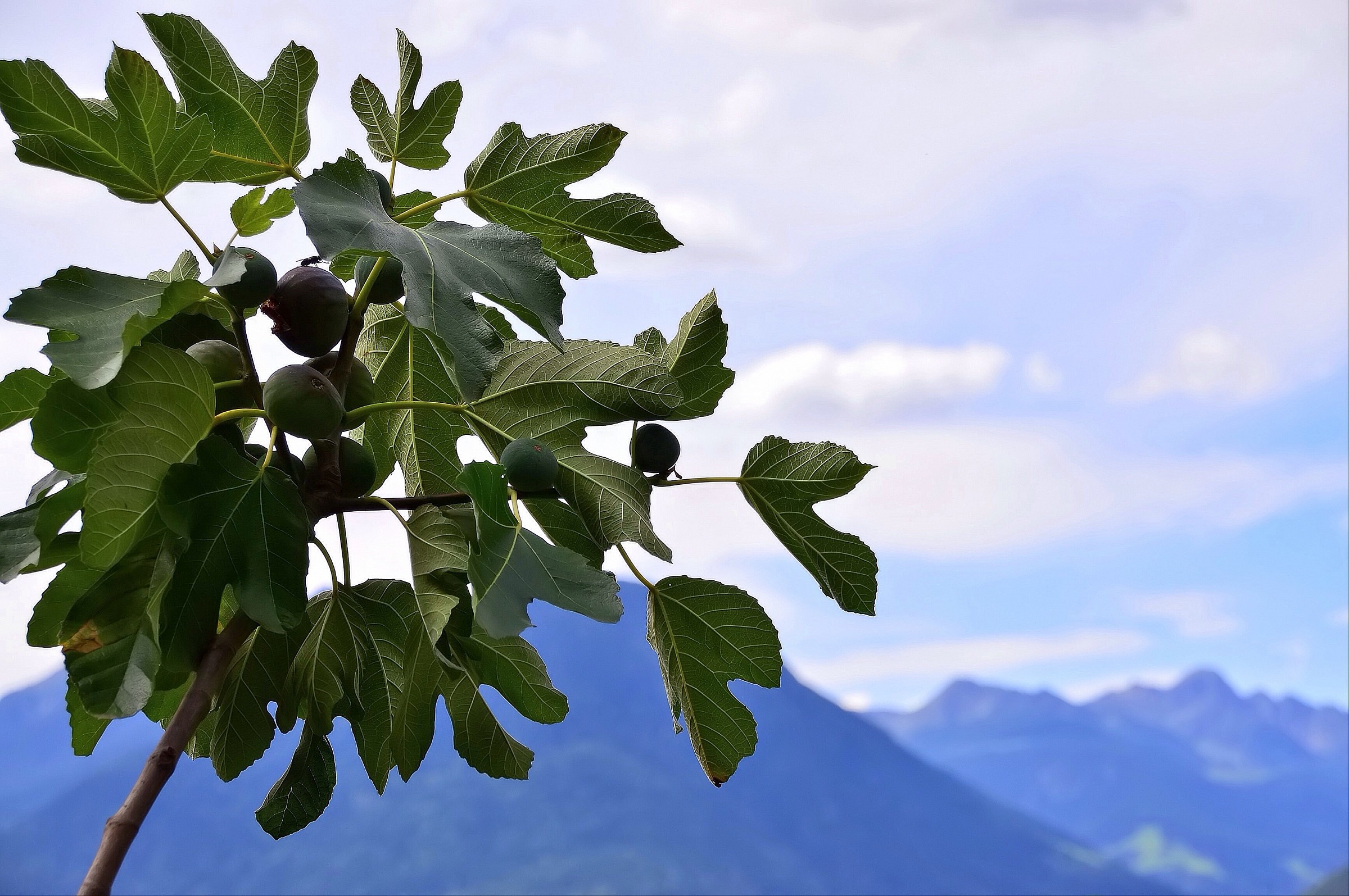 Fig Tree Alps