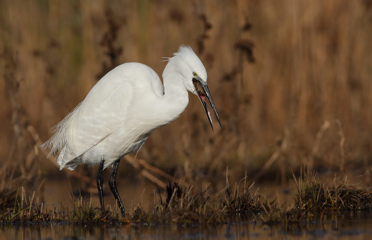 Egret with crayfish