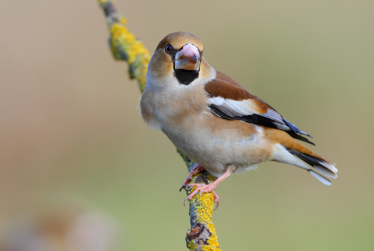 Hawfinch