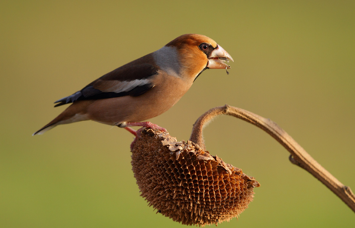 Hawfinch