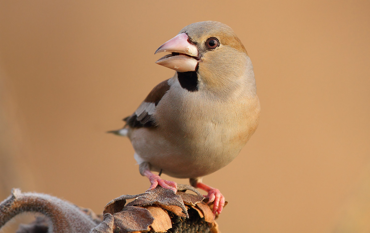 Hawfinch