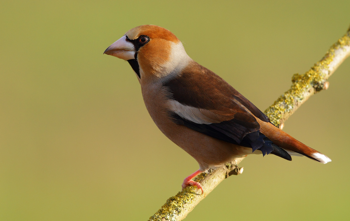 Hawfinch
