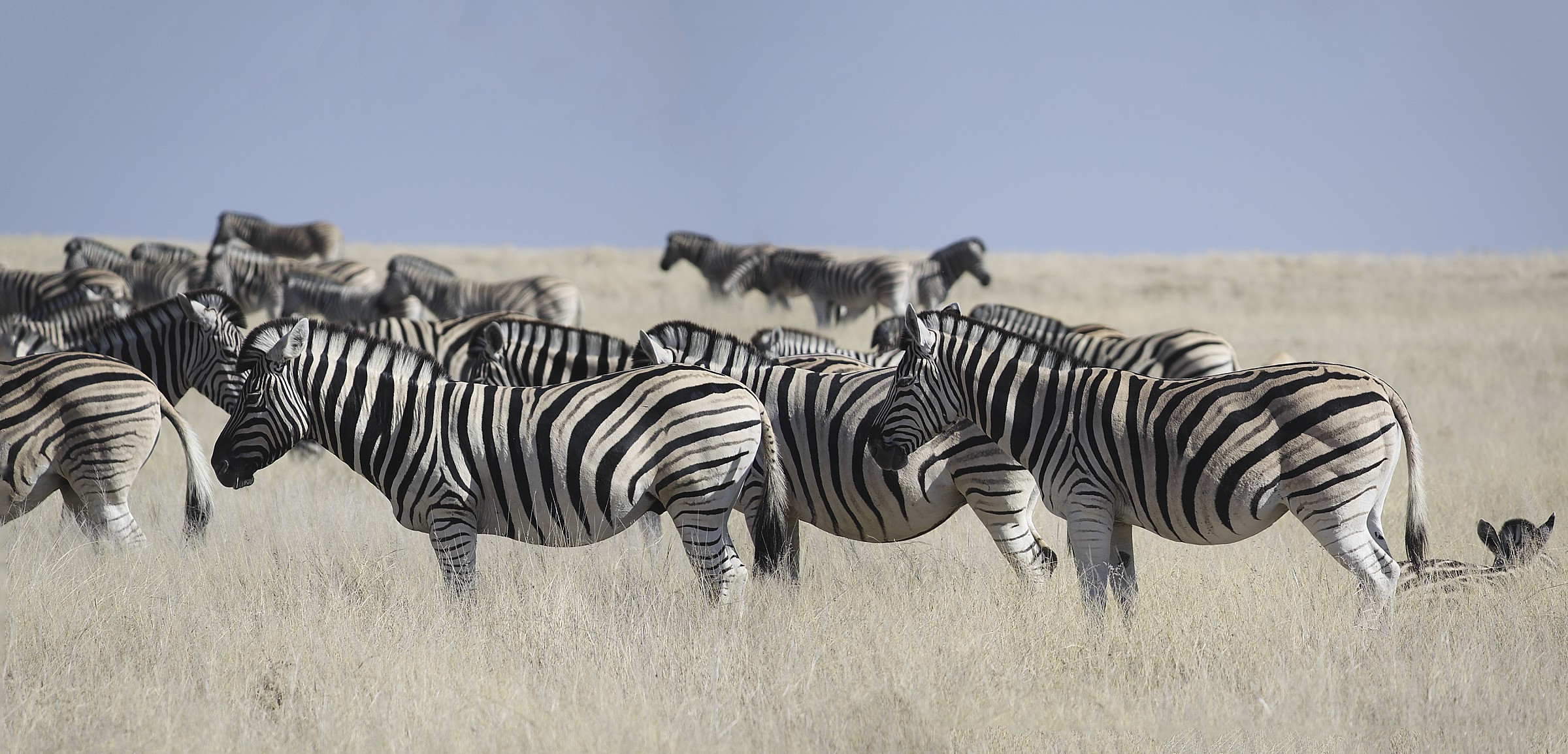 zebre etosha