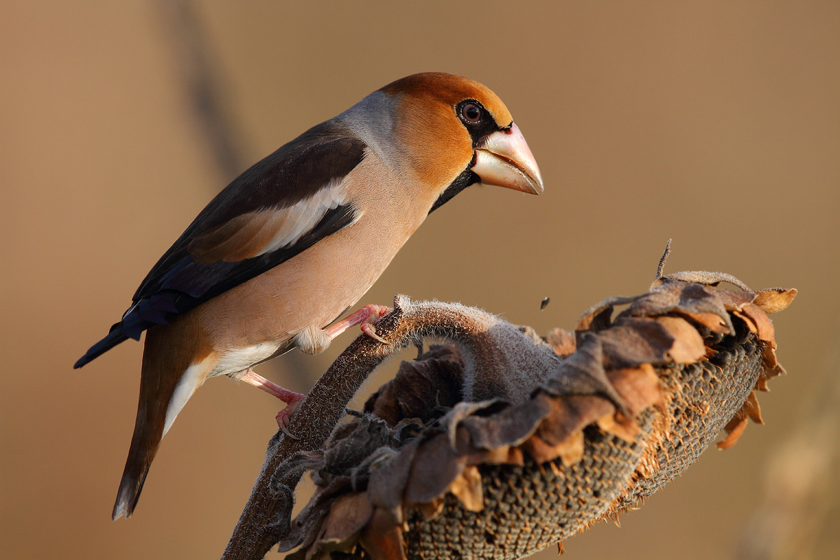 Hawfinch