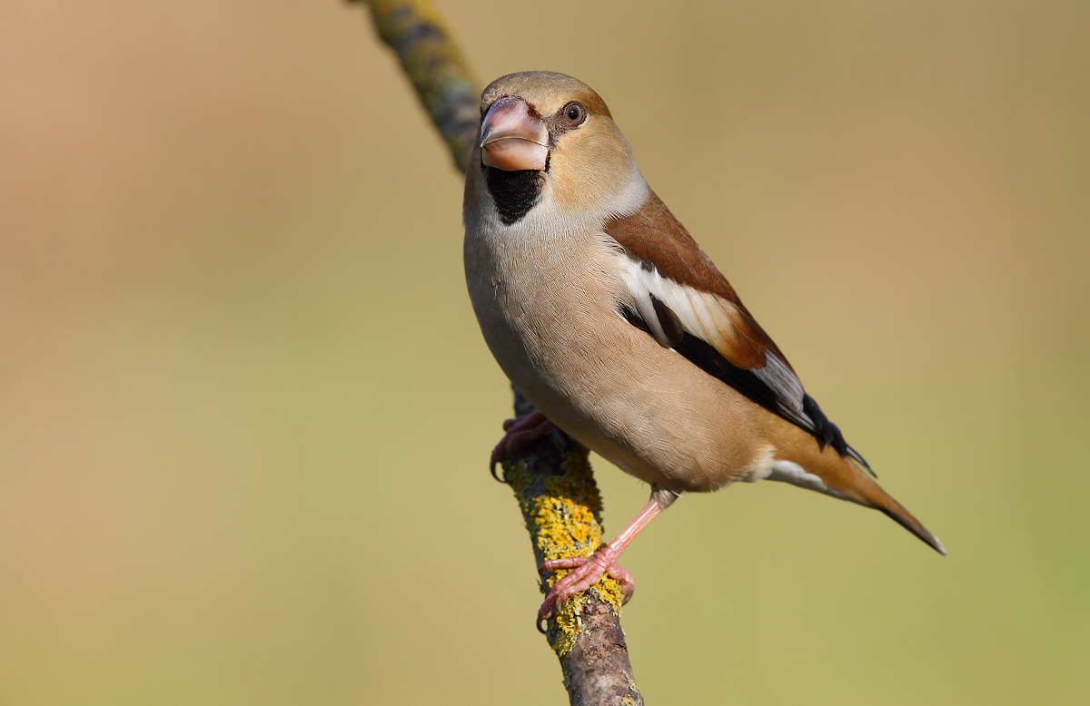 Hawfinch