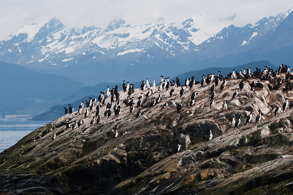 Colony of imperial cormorants
