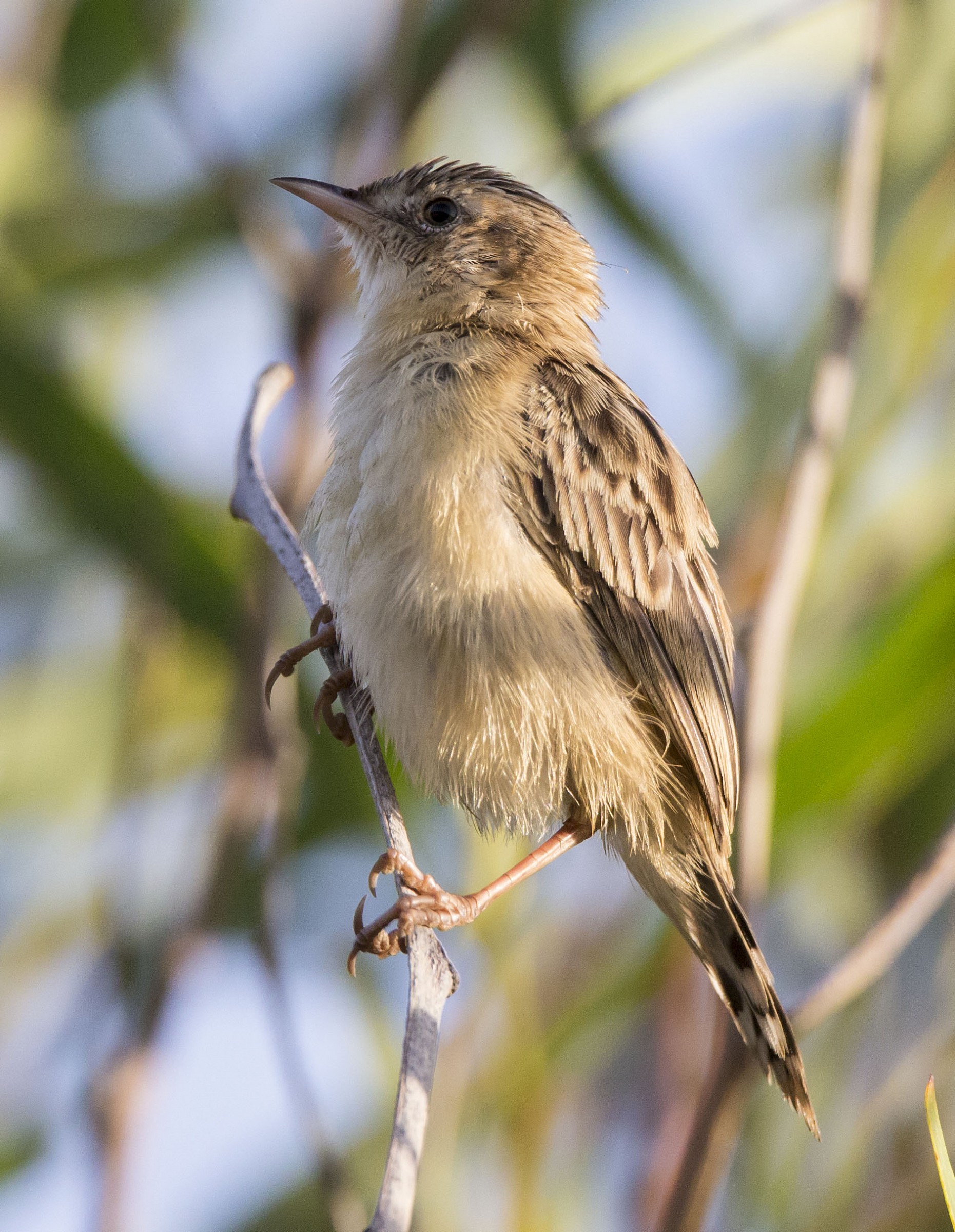 Beccamoschino Iberico