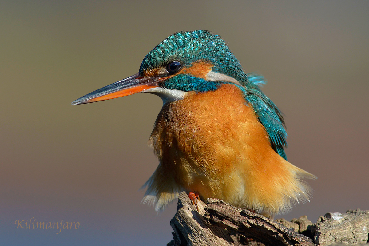 Matin fisherman sissy