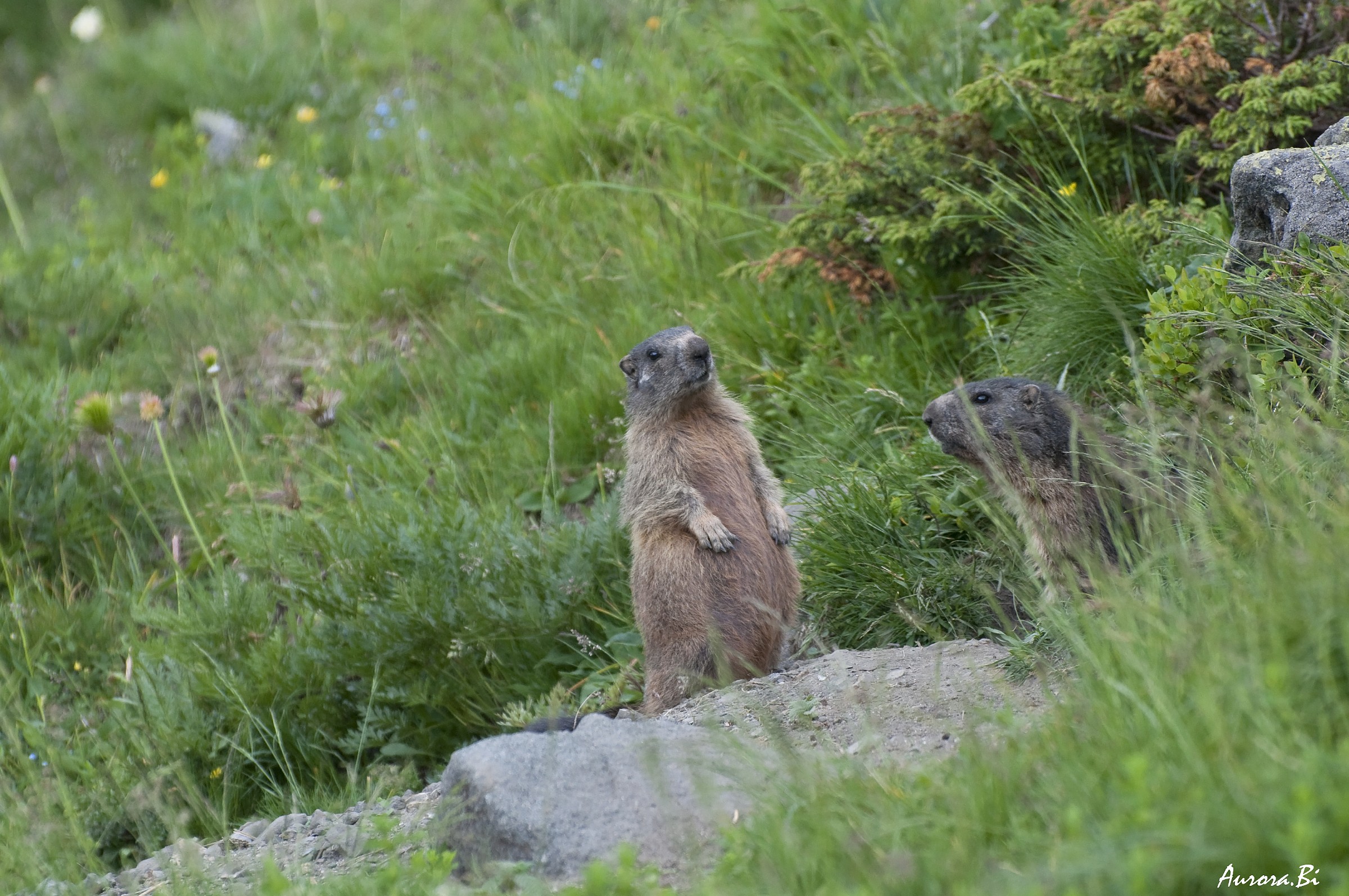 marmots