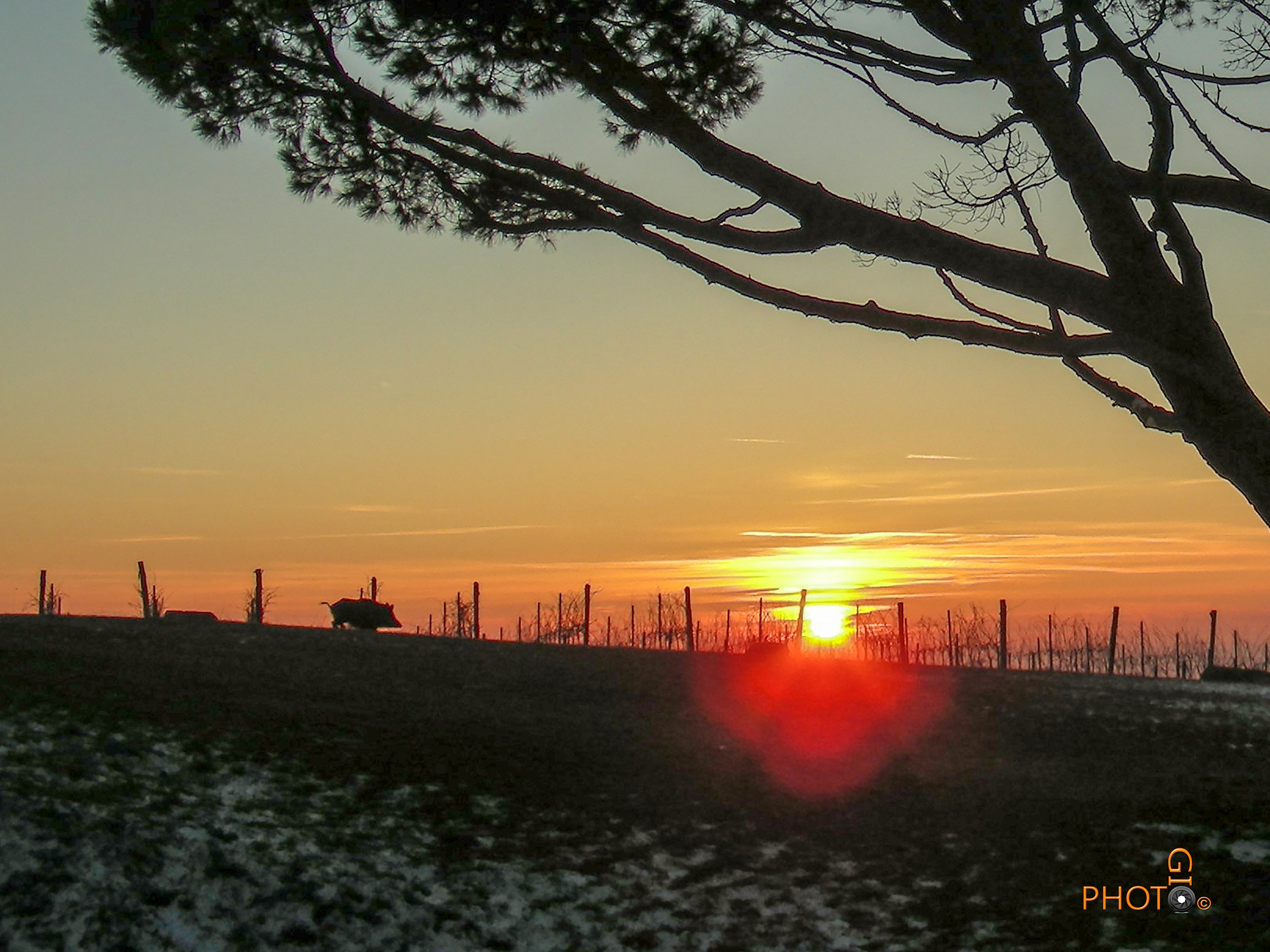 Boar in the vineyard