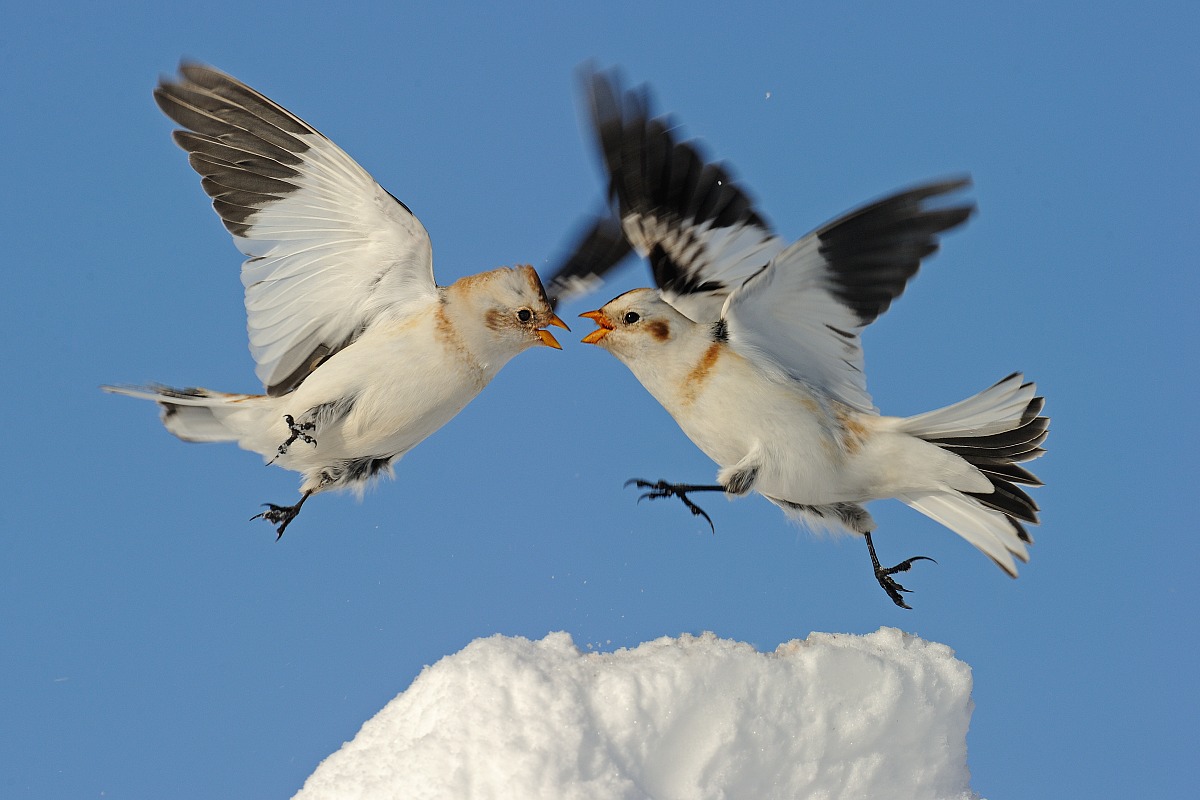 Snow buntings