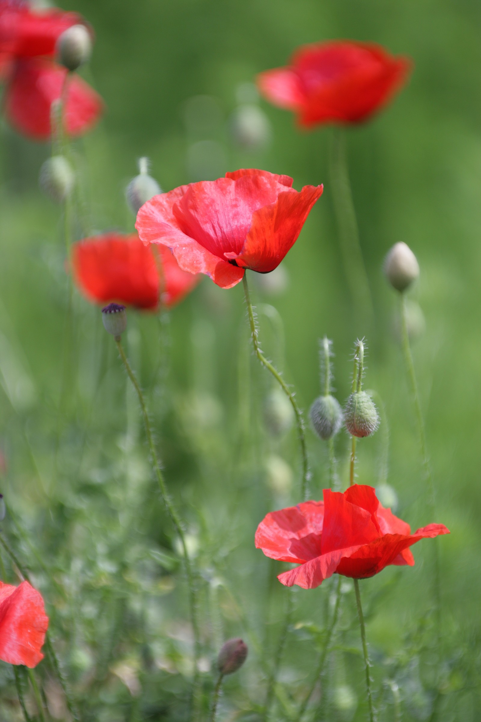 poppies