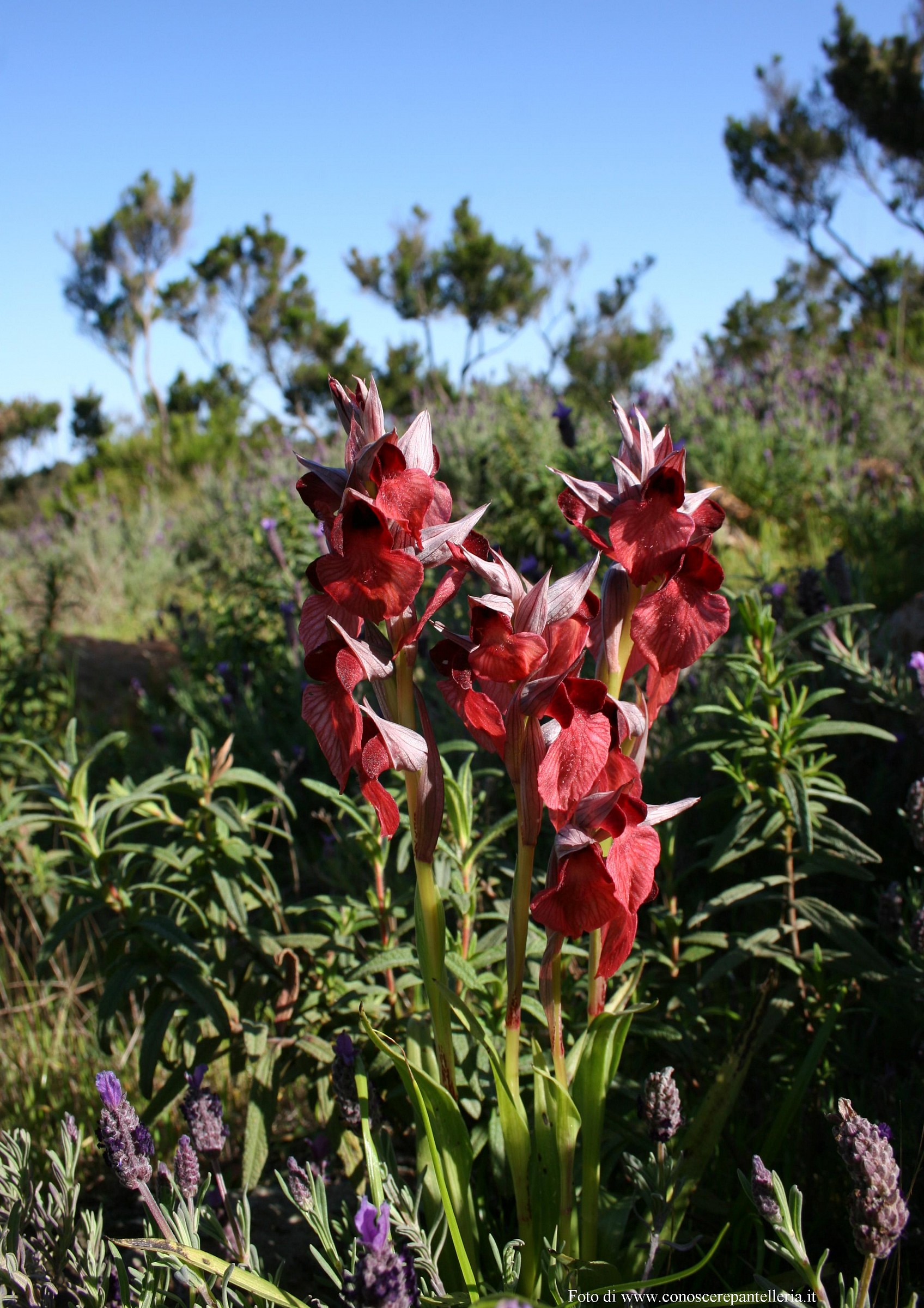 orchid island of Pantelleria Serapias cossyrensis