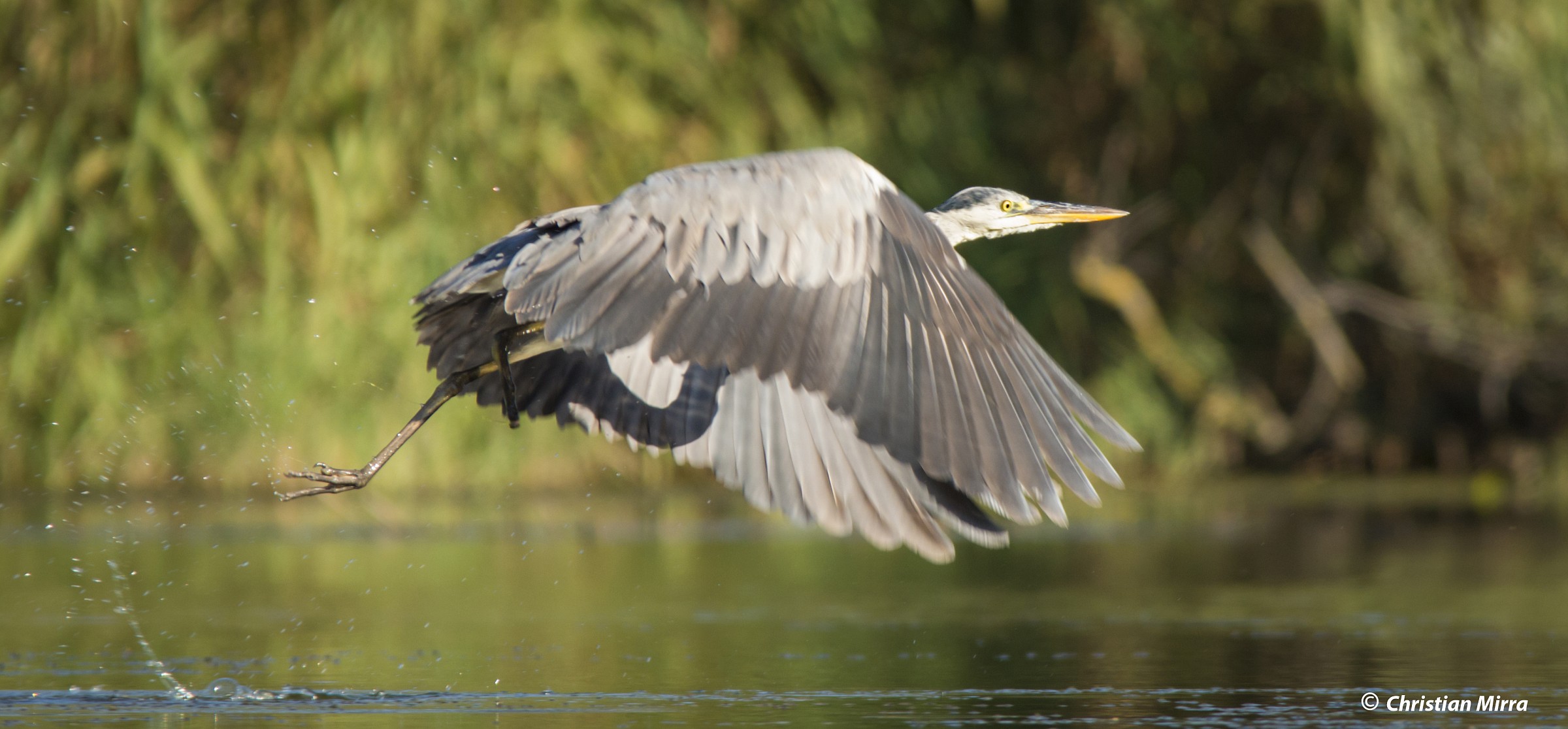 Grey Heron