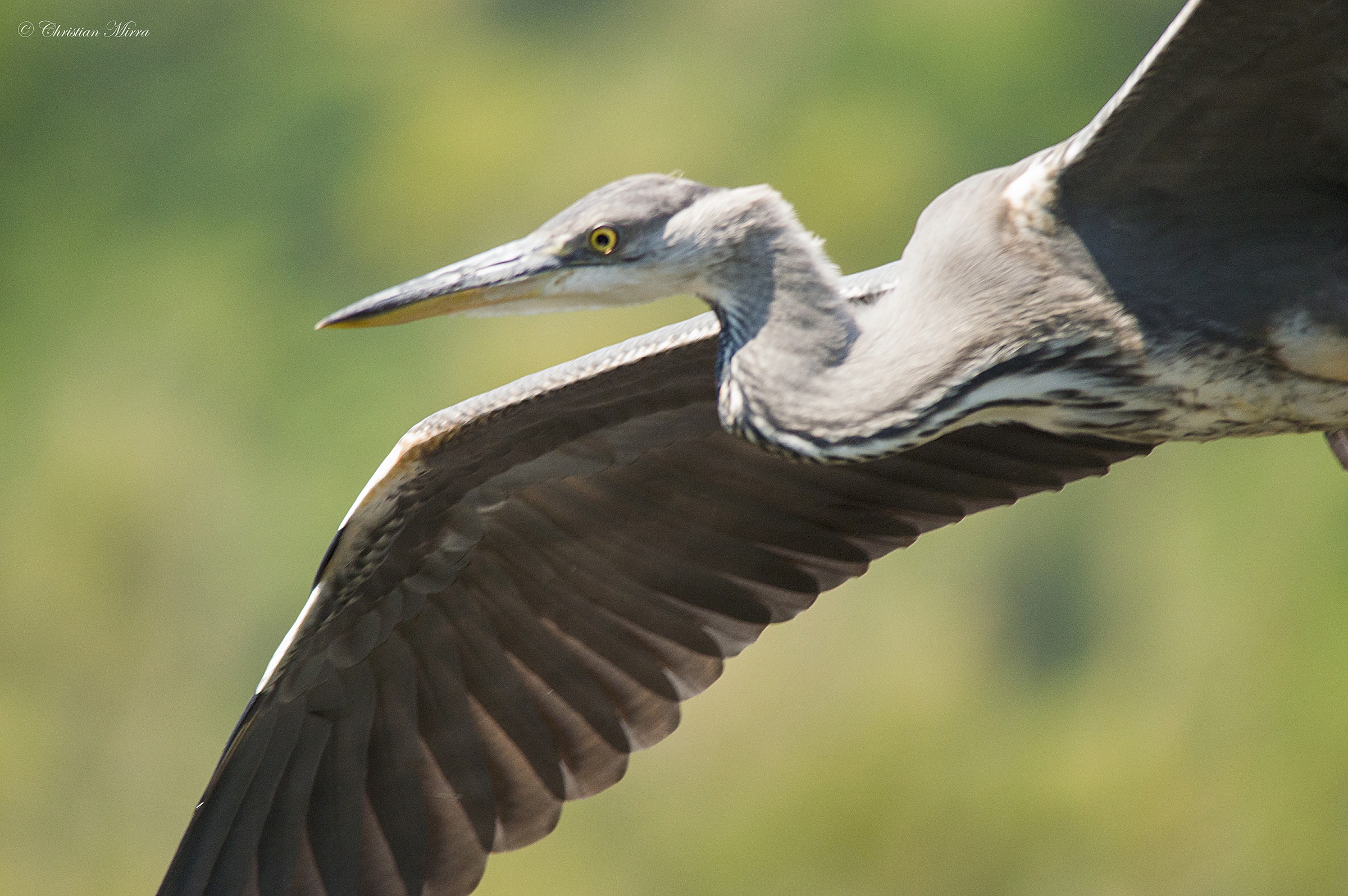 Portrait of heron (Ardea cinerea)