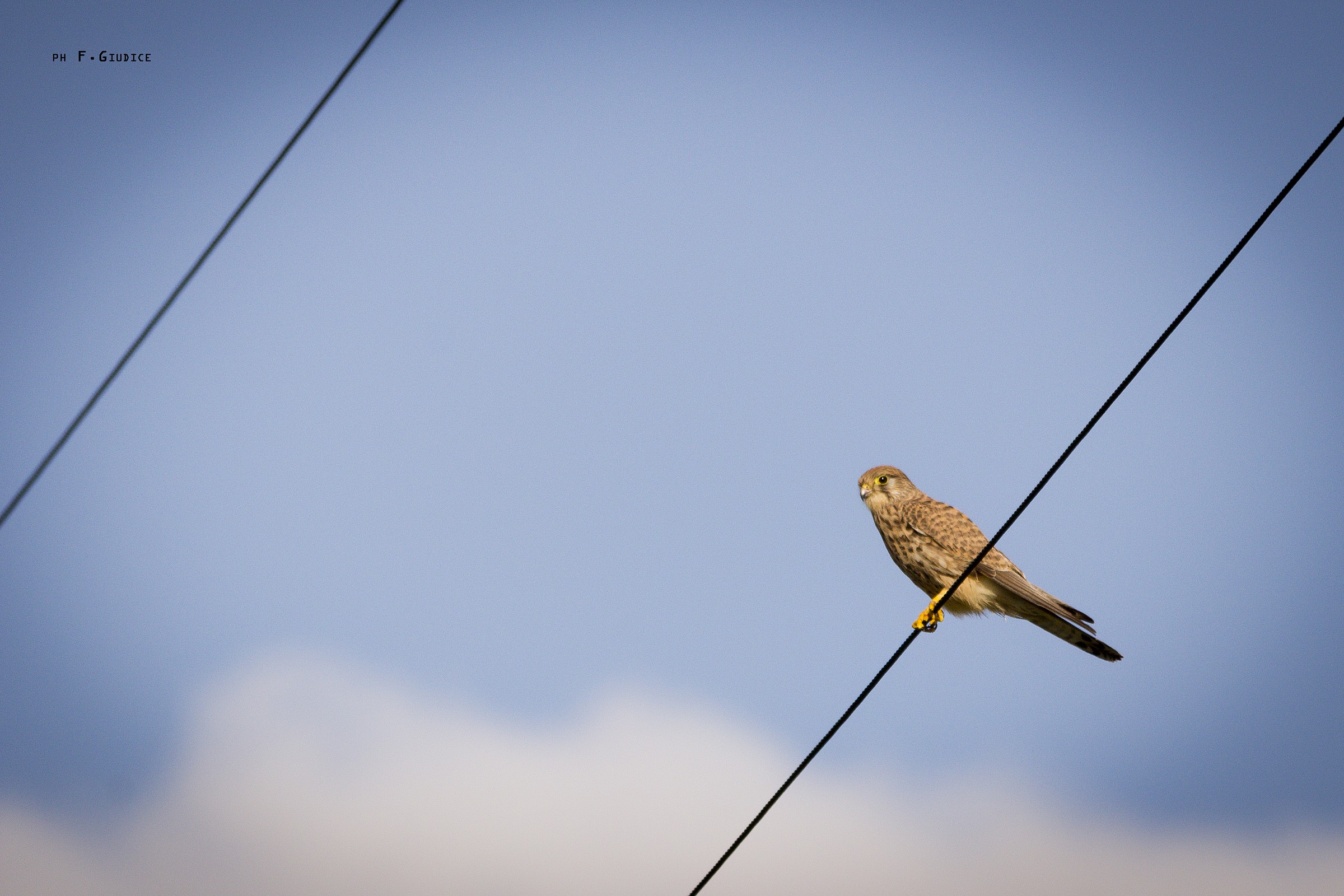 Falco tinnunculus (female), Kestrel